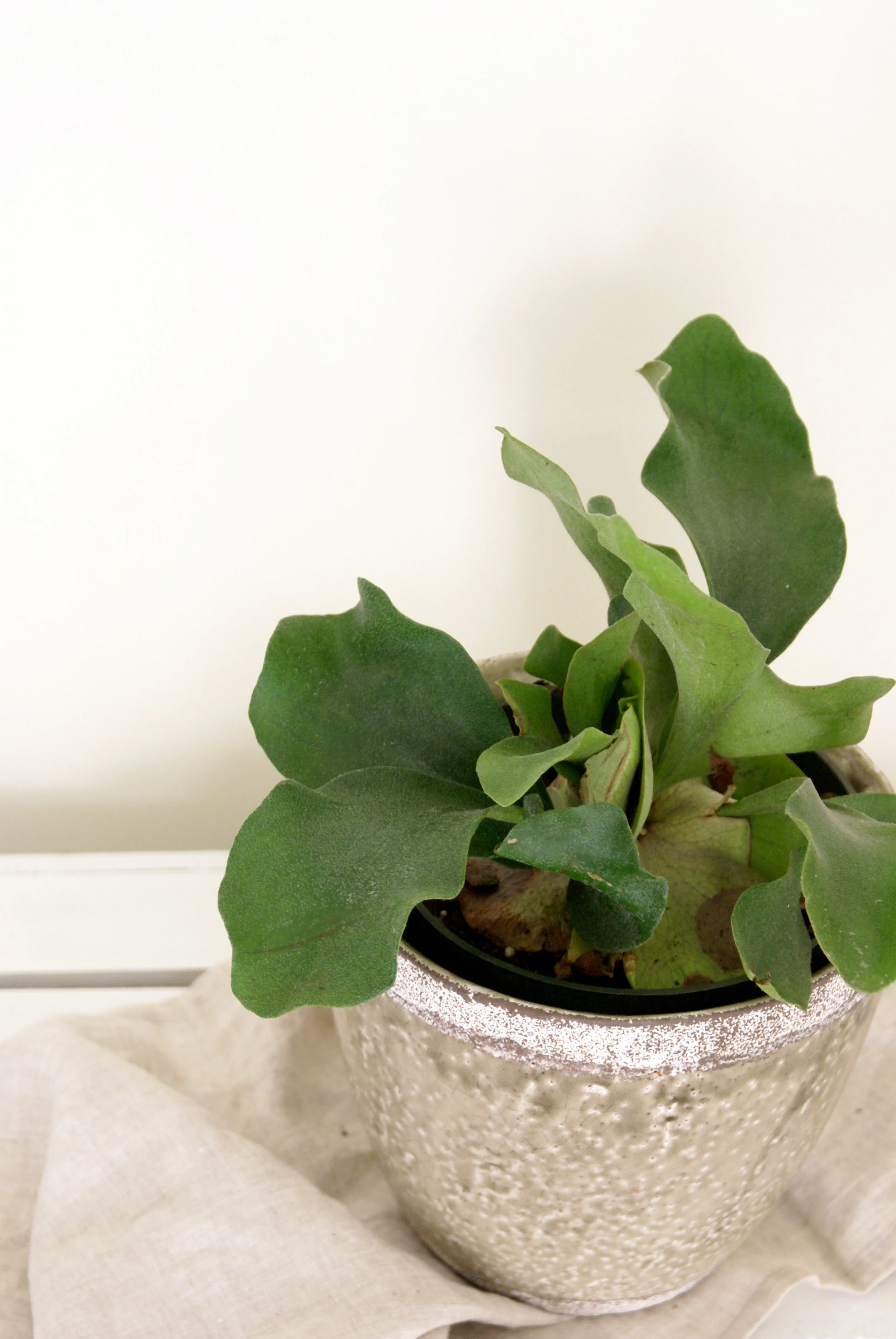 Staghorn_Fern_Plant_Speckled_Pot2.jpg
