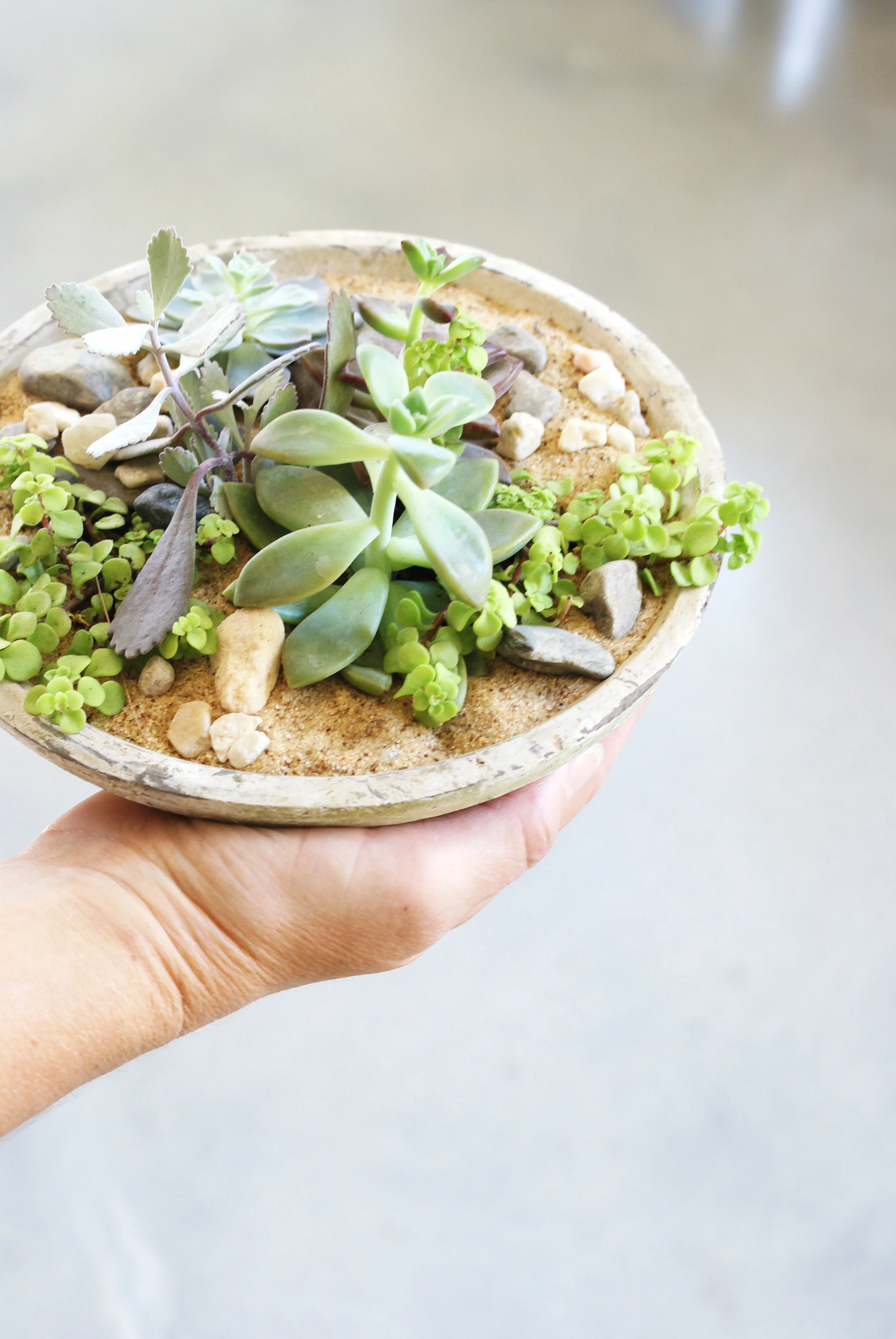Succulent_Landscape_Terrarium.jpg