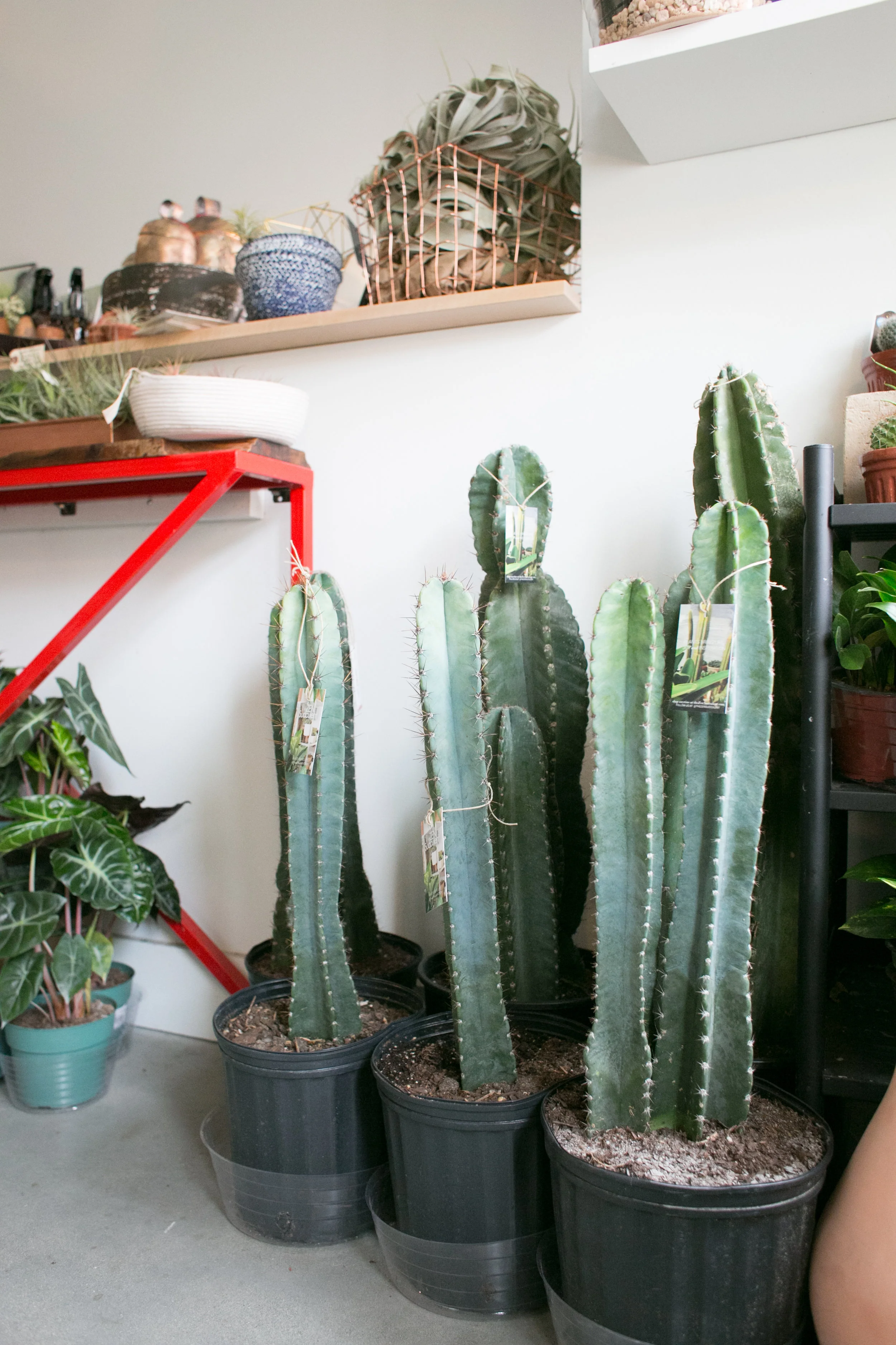 Have your sights set on a adding a large cactus or other succulent to your plant gang? Peep this article for tips on how to keep your new addition thriving.