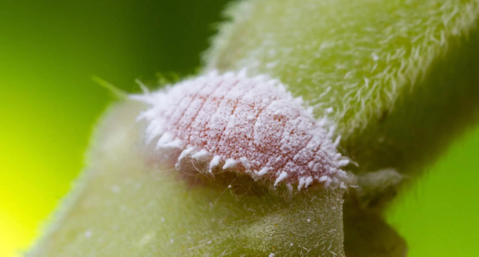 Up close and personal with the dreaded mealybug. Image courtesy of National Geographic .