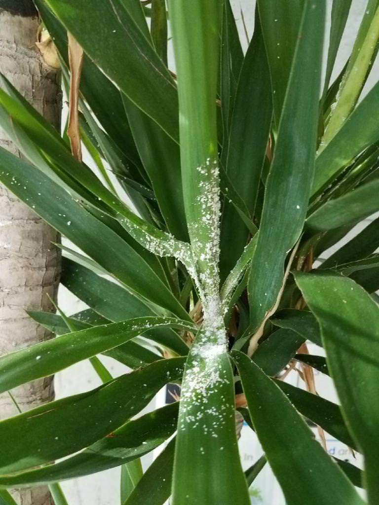 Severe infestation of mealybug on a corn plant (Dracaena sp.). Image courtesy of My City Plants .