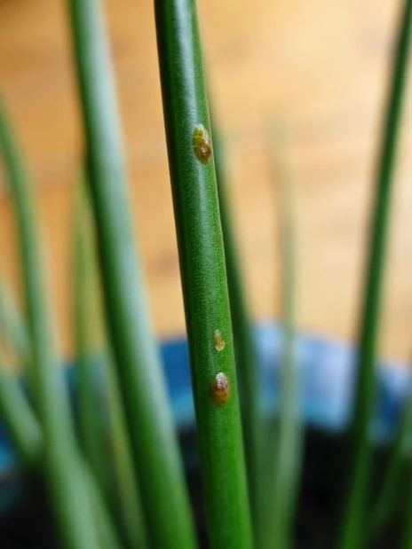 Small infestation of scale on Aloe gemibfolia. Image courtesy of The Gardener’s Eden , ⓒ 2011 Michaela at TGE.