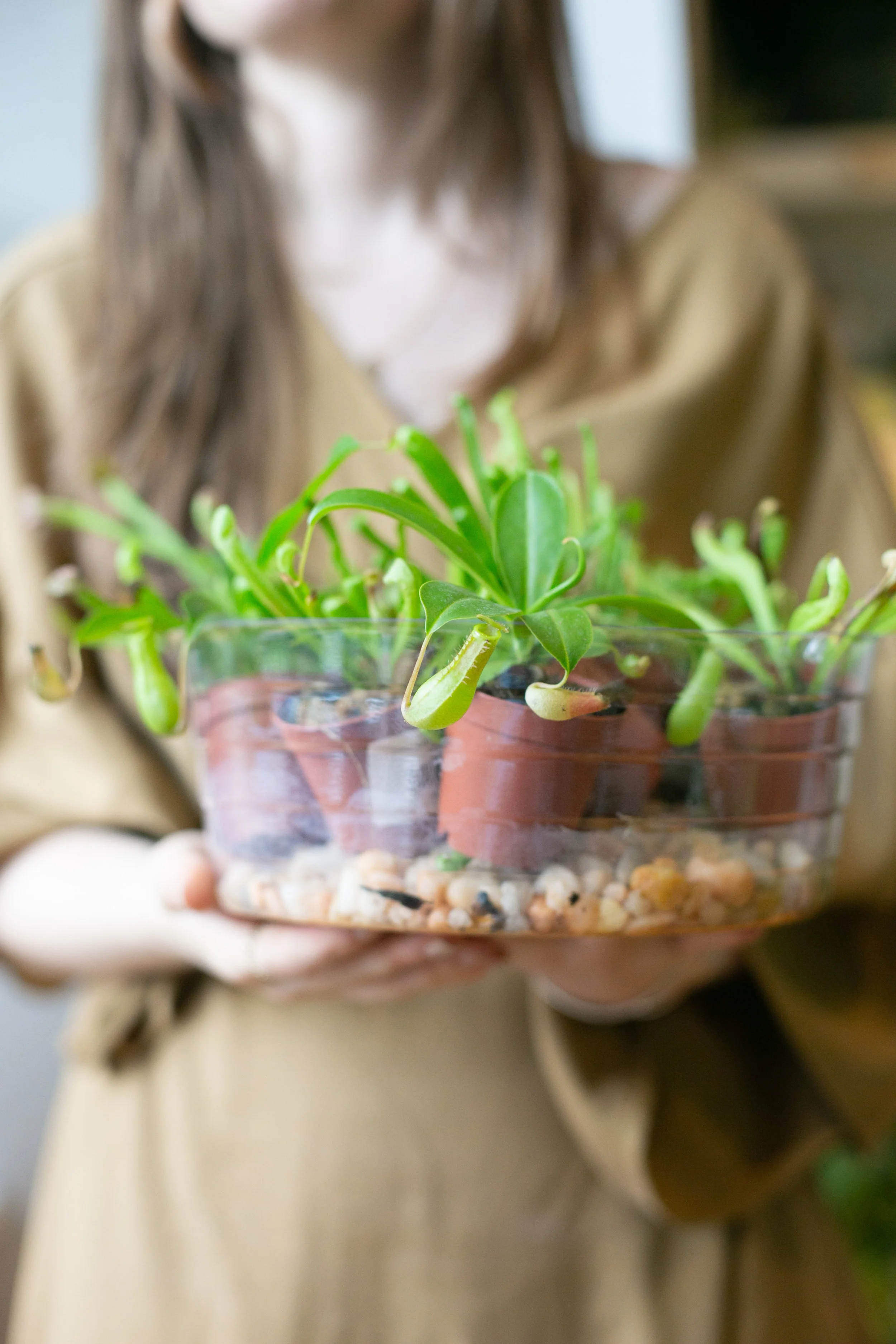 Fungus gnats can also thrive in humidity trays. Be sure to add a little hydrogen peroxide to yours to prevent gnats.