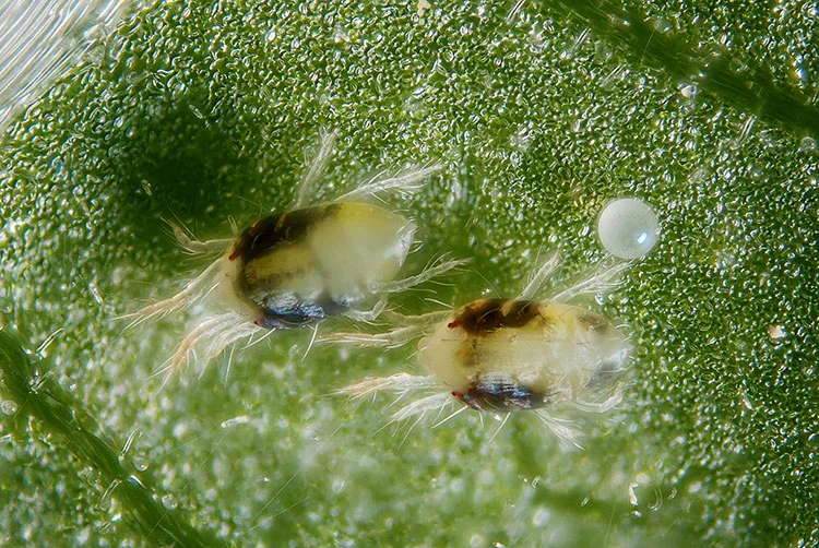 Spider mites are not an insect, as is commonly believed. Instead, they are a type of arachnid that’s closely related to spiders and ticks. Image courtesy of Epic Gardening.