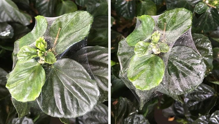 As soon as you suspect a spider mite infestation, begin eradication immediately. Image courtesy of Gardener’s Supply Company .