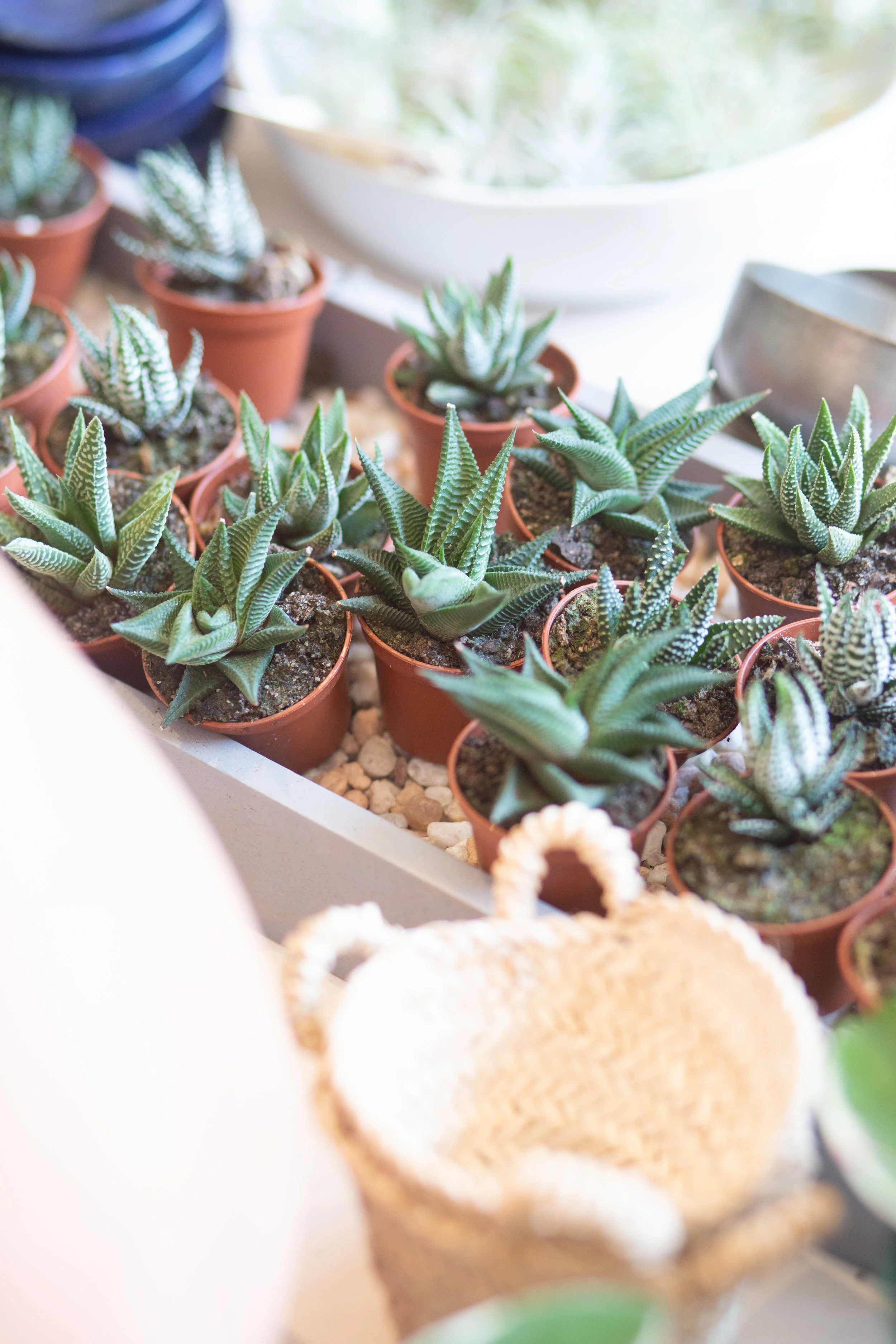 Most cacti and succulents, such as these harworthia, do not need high humidity. That means you do not need to ever mist them, as this can cause too much humidity, resulting in patches of rot on leaves or stems .