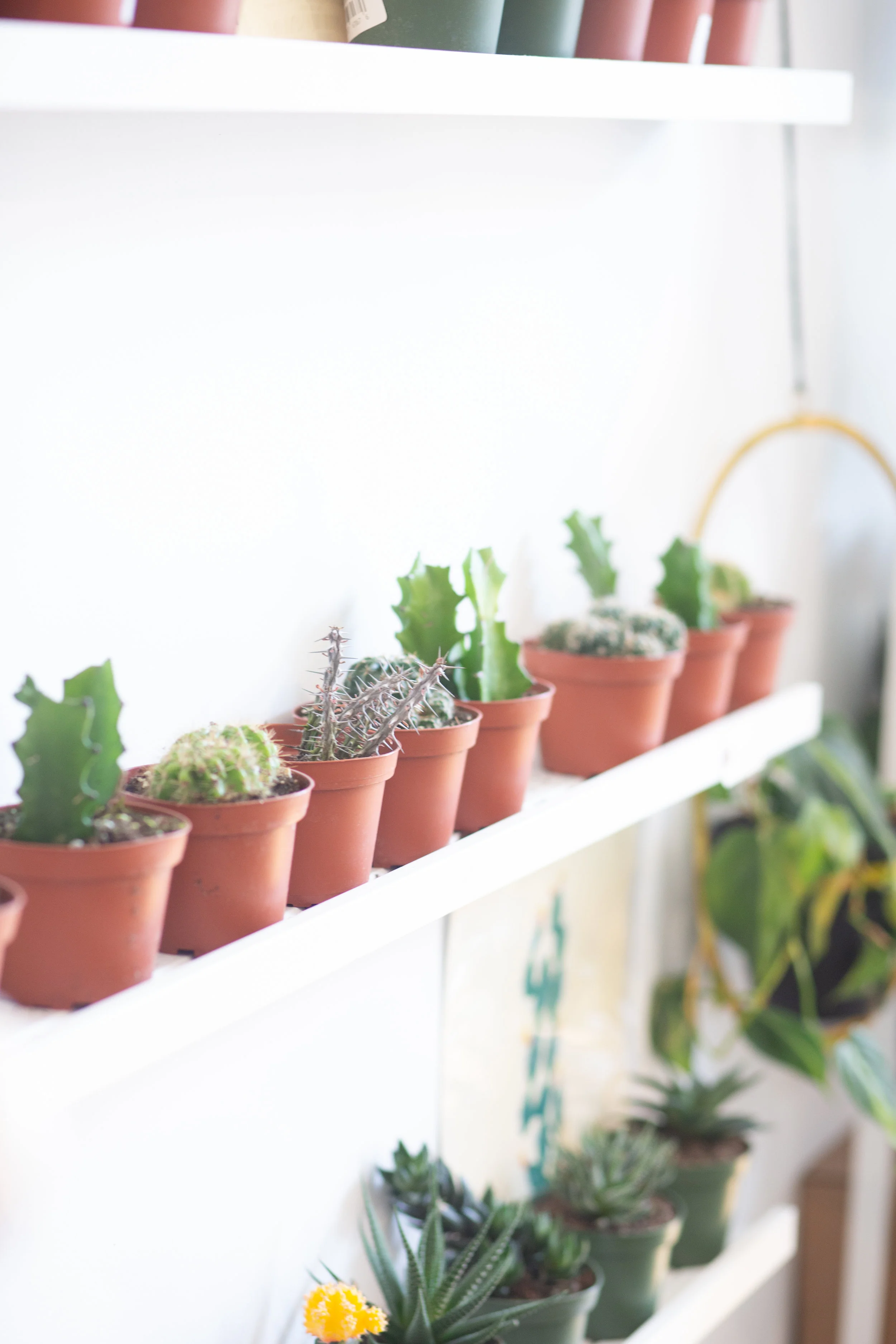 Cacti are adapted to hot days and cold nights, so they don’t mind the temperature fluctuations in a centrally-heated home.
