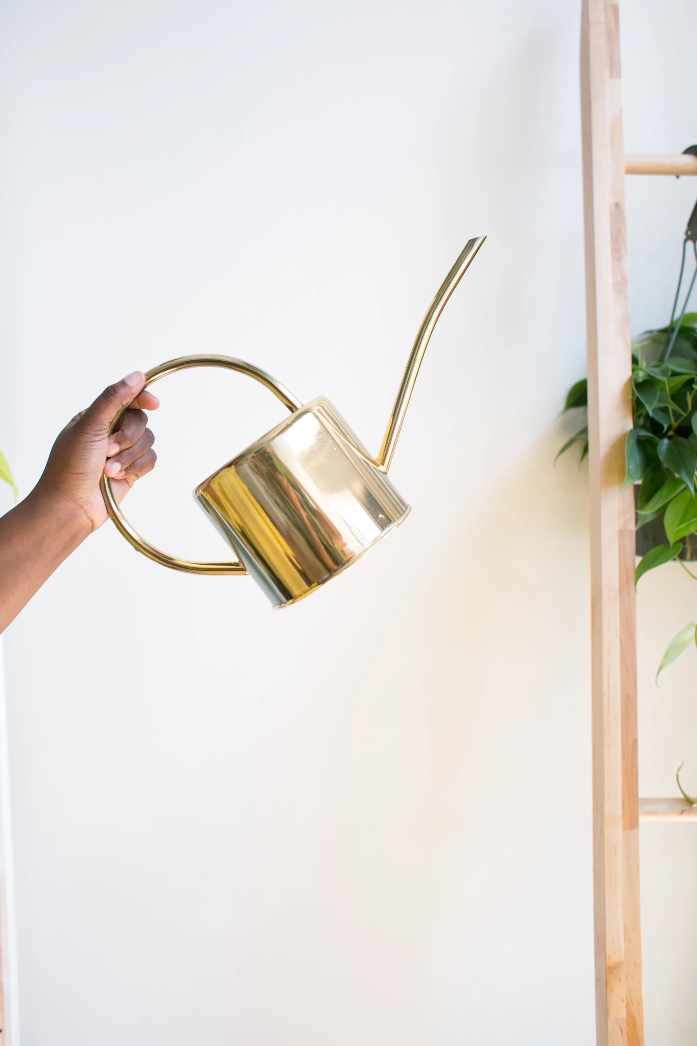 It’s good practice to water in mornings as opposed to evenings. This gives the plant time during daylight hours to absorb the water it needs and dry out a bit before dark and nighttime temperature drops.