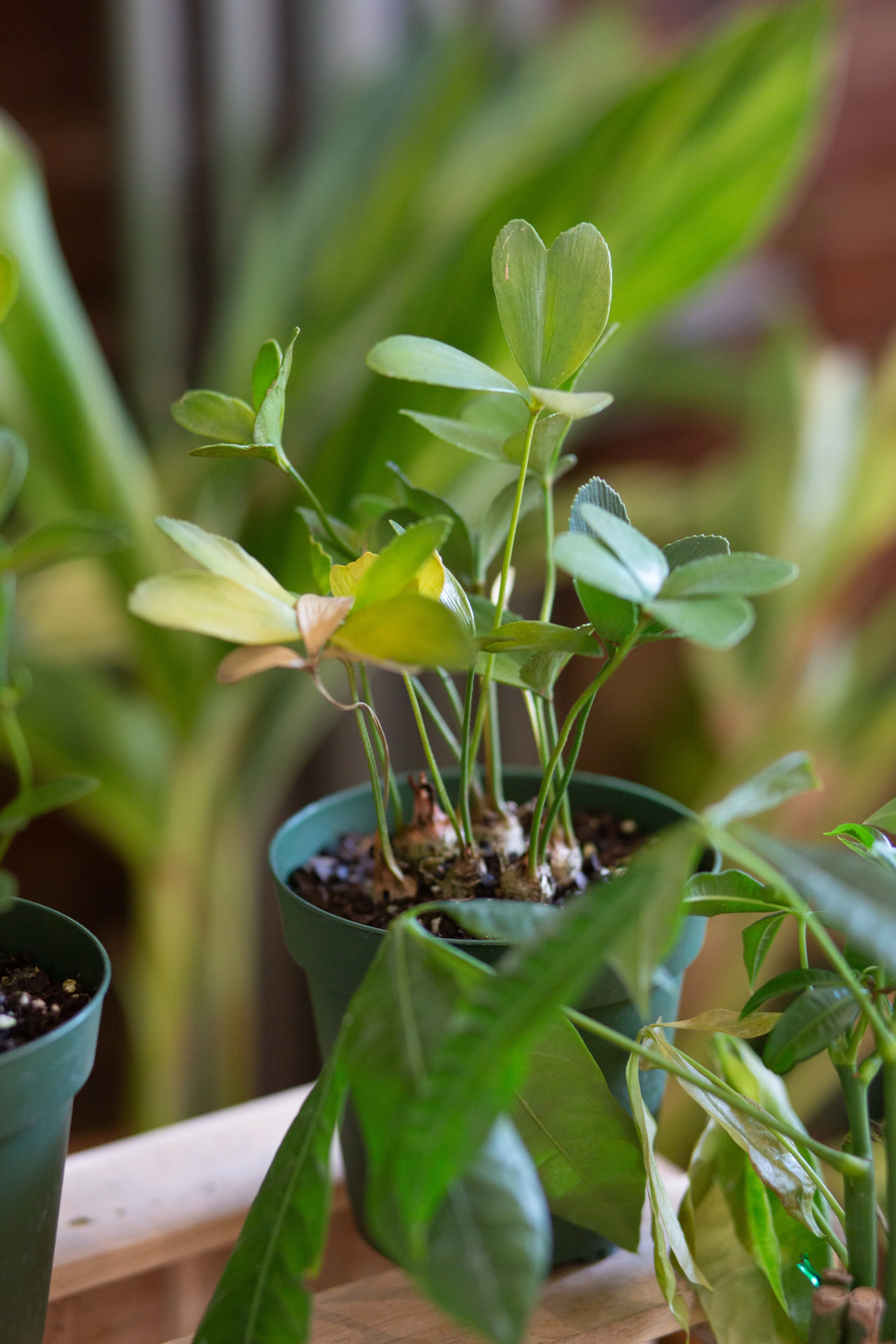 Did you know that overwatering is the most common cause of house plant death? This plant has been overwatered, as you can tell by the yellowing, curling and wilting of both young and old leaves, wet soil and stunted growth.