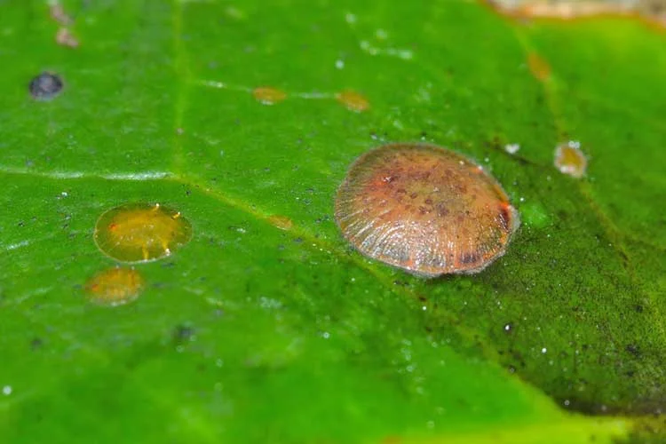 Up close and way too personal with scale. Image courtesy of Epic Gardening .
