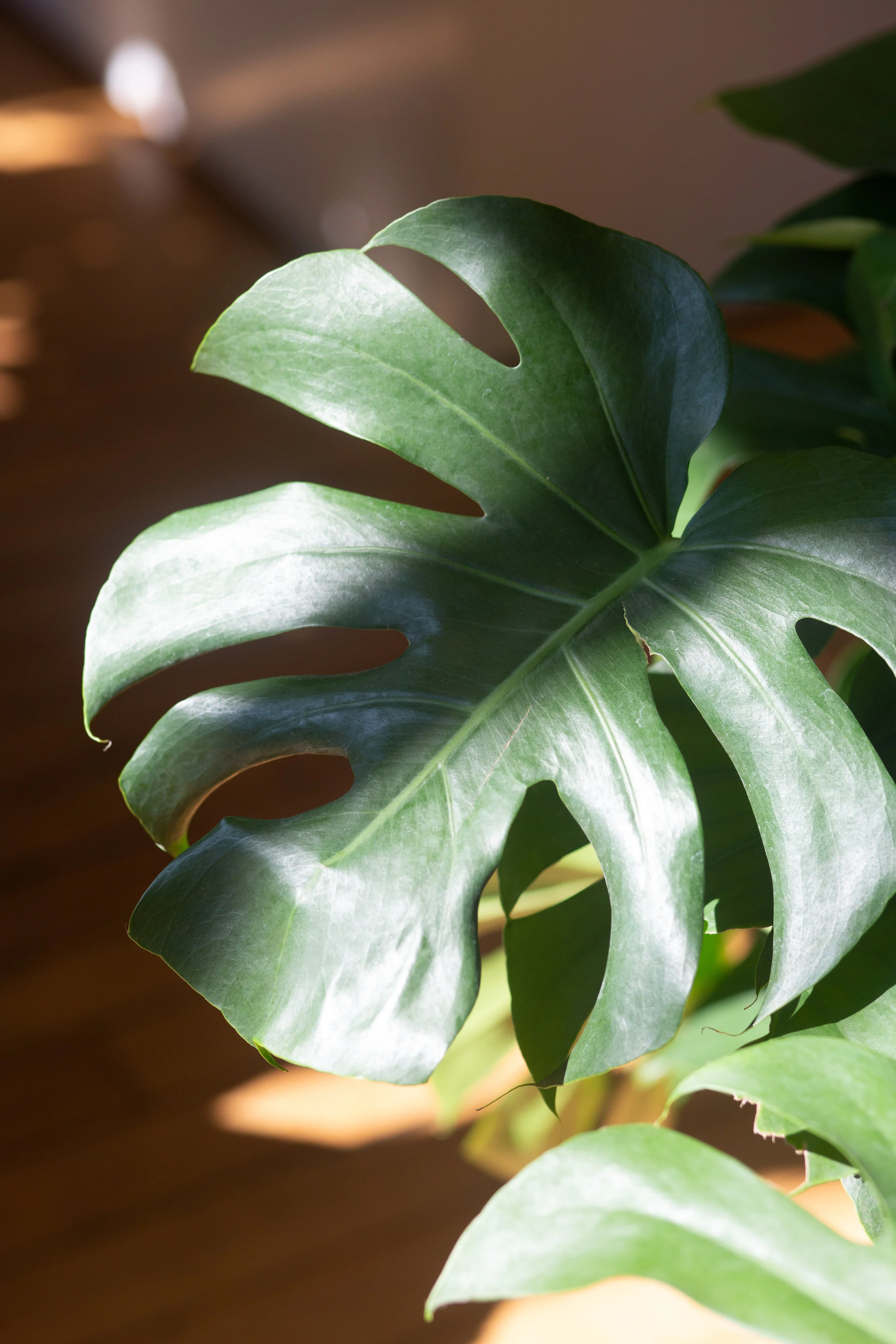 A perfectly disease free Monstera delicious leaf. Note the rich green color and unblemished leaves.