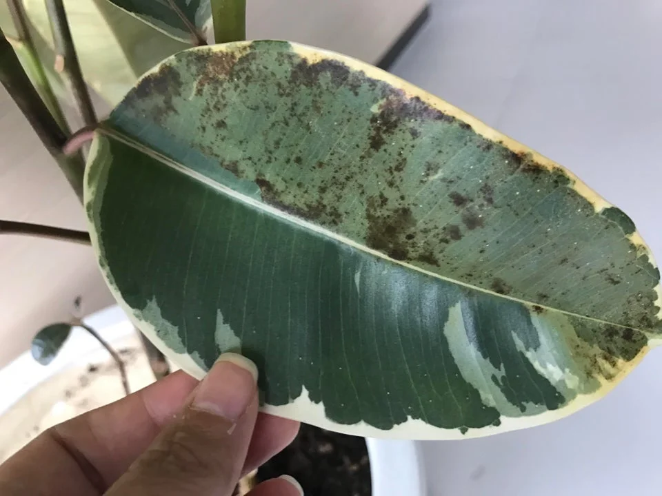Sooty mold on a Ficus elastica leaf. Image courtesy of Reddit .