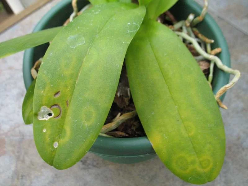 Most plant diseases are caused by fungi, bacteria and/or viruses. The Phalaenopsis orchid shown here is presenting symptoms of a viral infection. Photo courtesy of Missouri Botanical Garden .