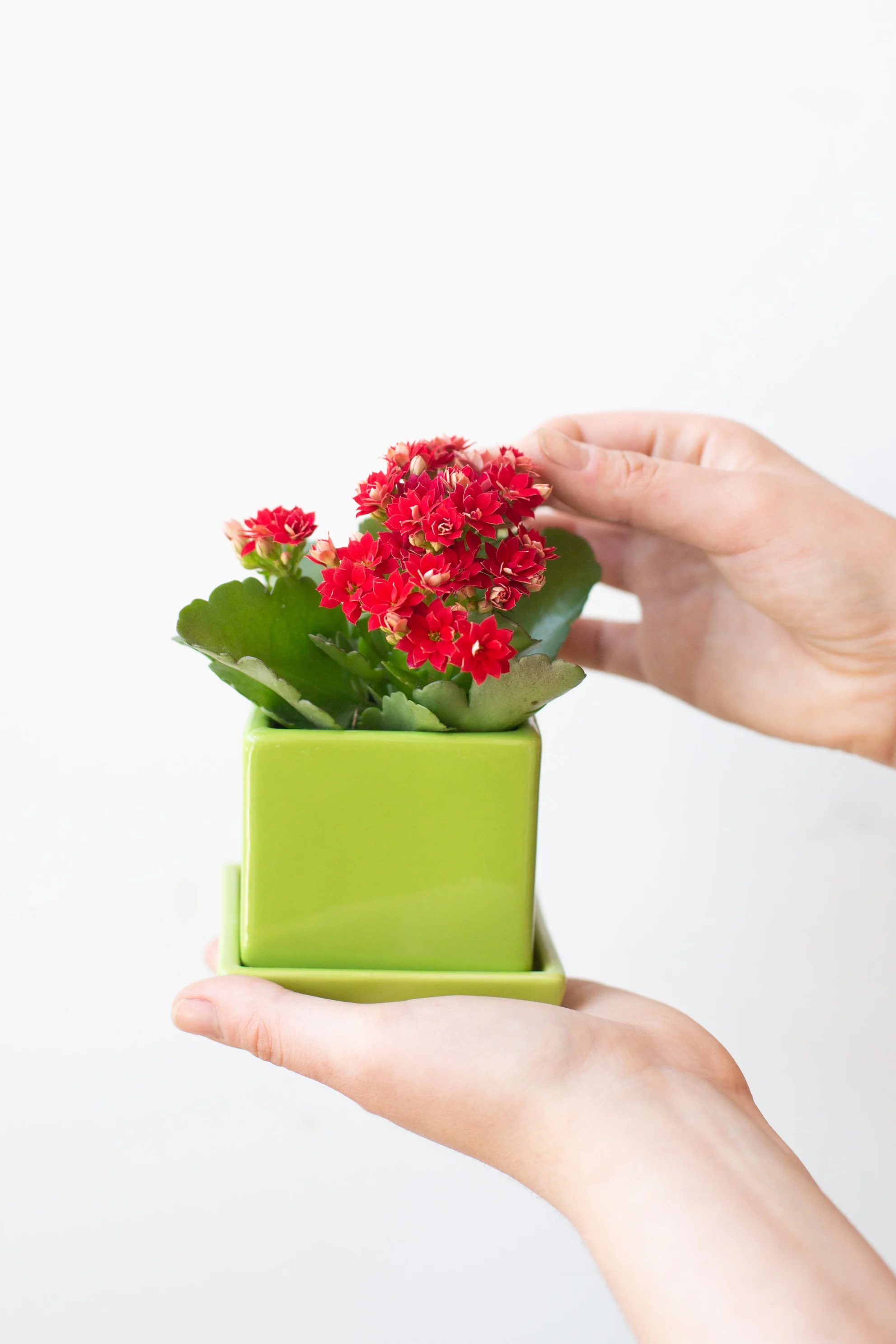 Plant Parent Basics Food and Fertilizer — The Zen Succulent Durham's