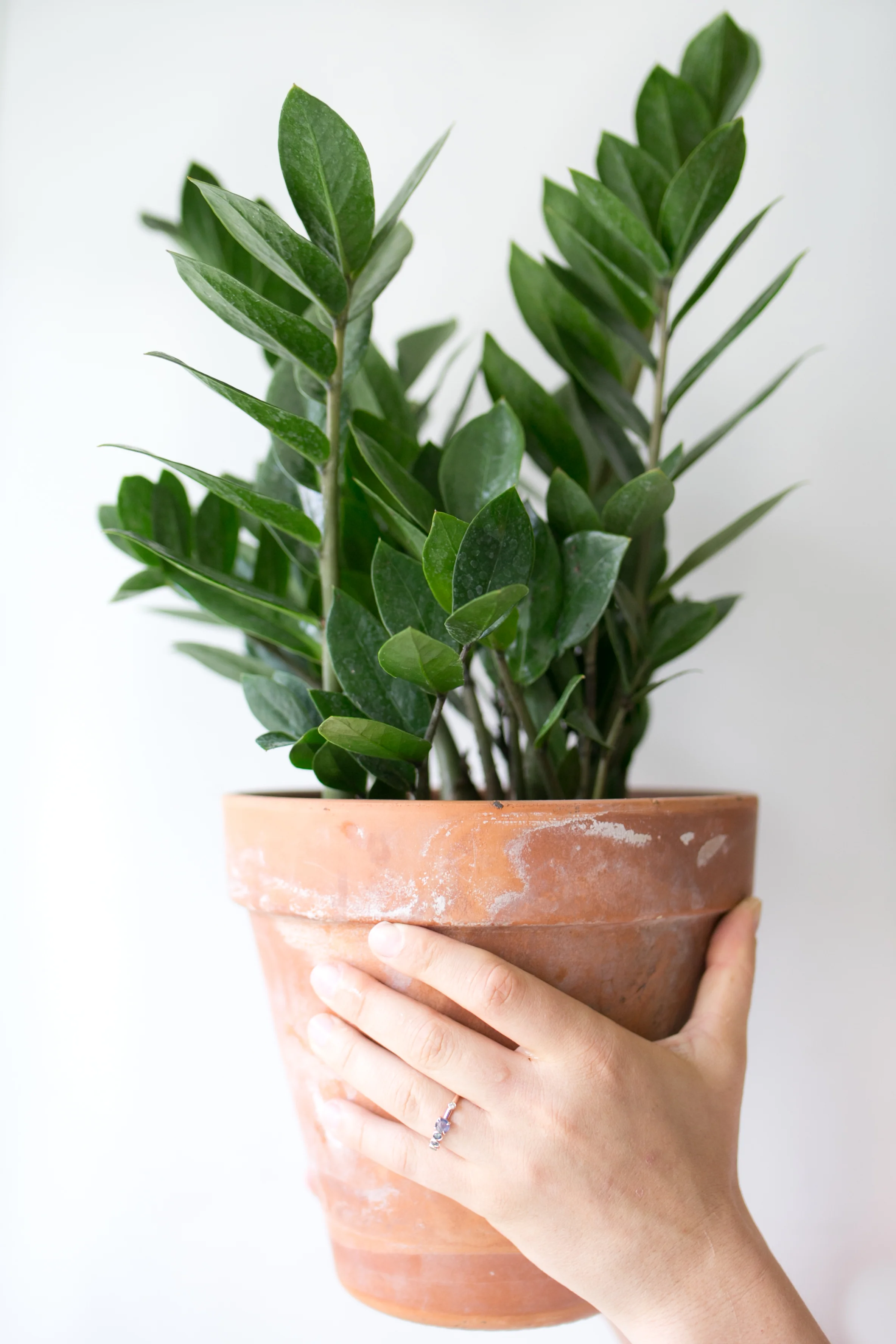 White crust on the outside surface of a clay pot is a sure sign of overfeeding.