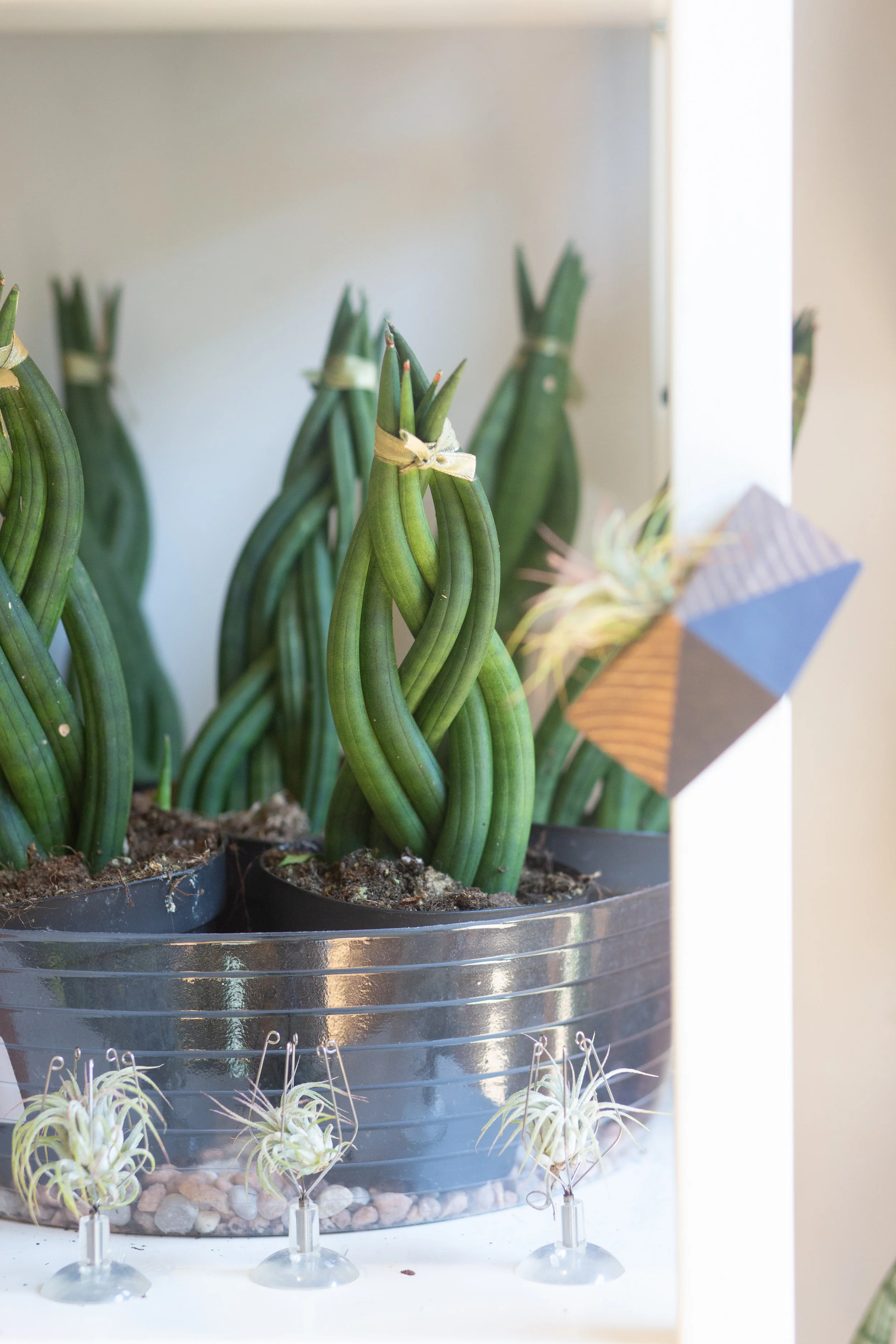 This sansevieria plant has been trained to grow in a braid pattern.