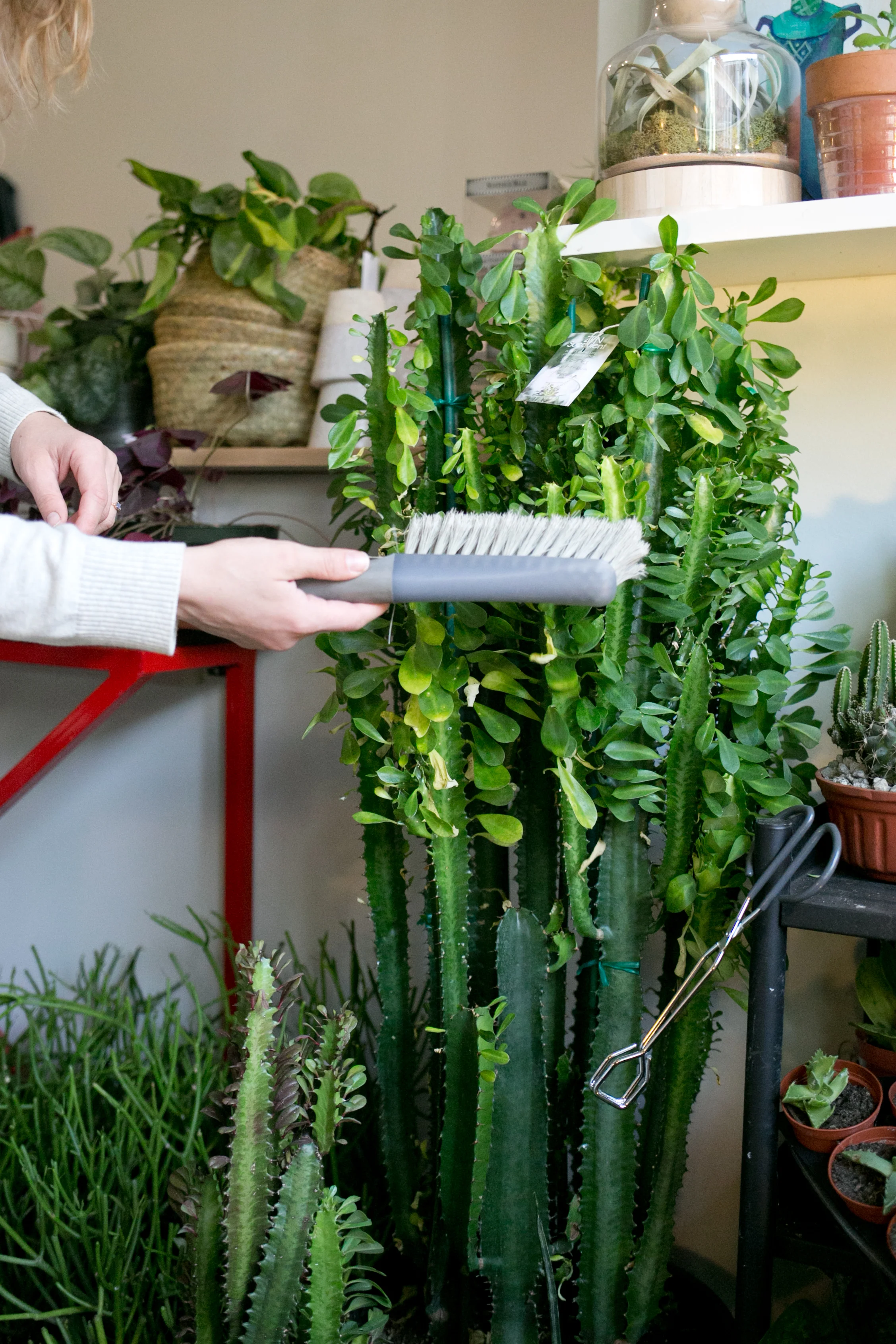 A small broom or a toothbrush work well to dust cacti and succulents.