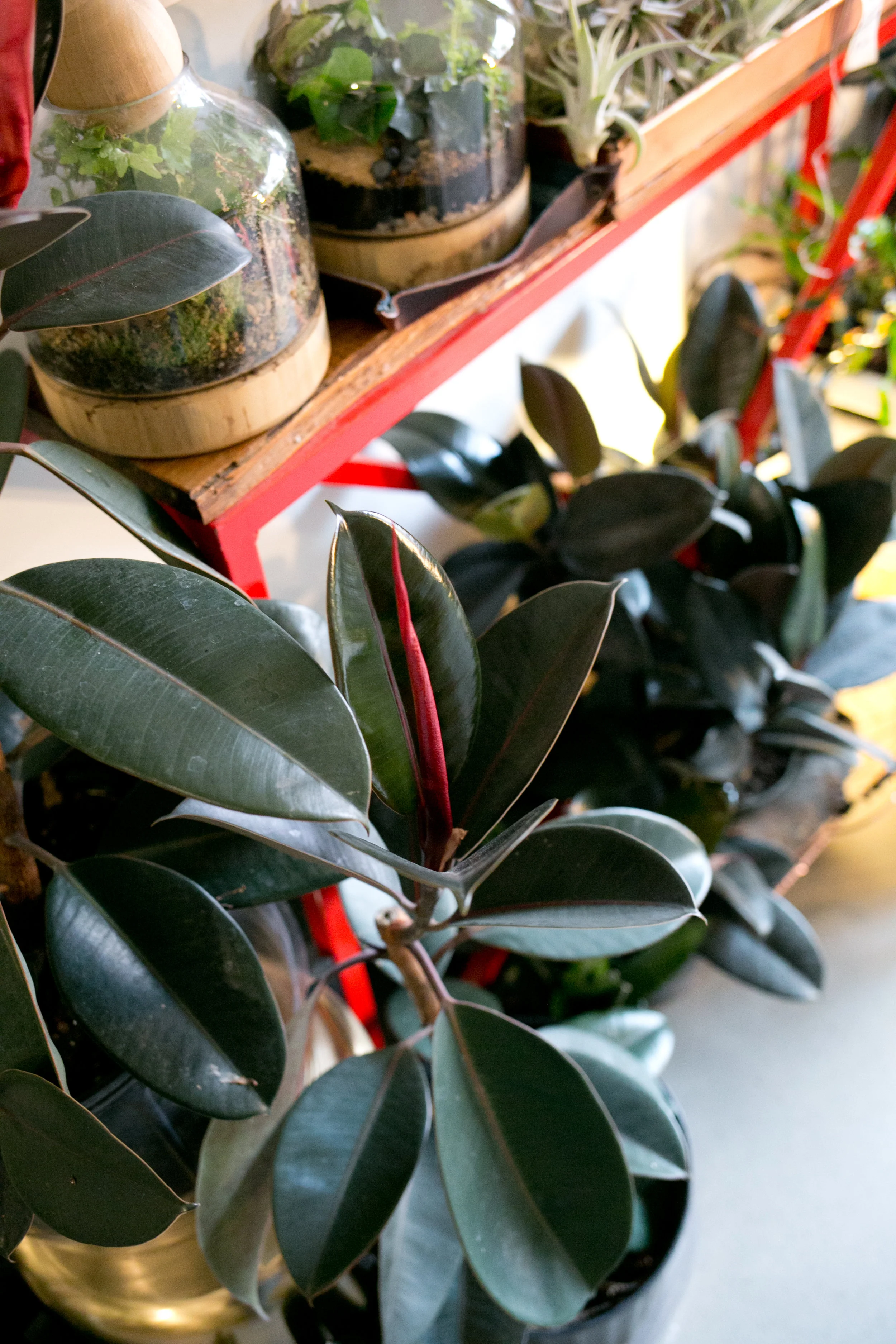 Rubber tree plants (Ficus elastica) often need dusting and benefit from frequent polishing.