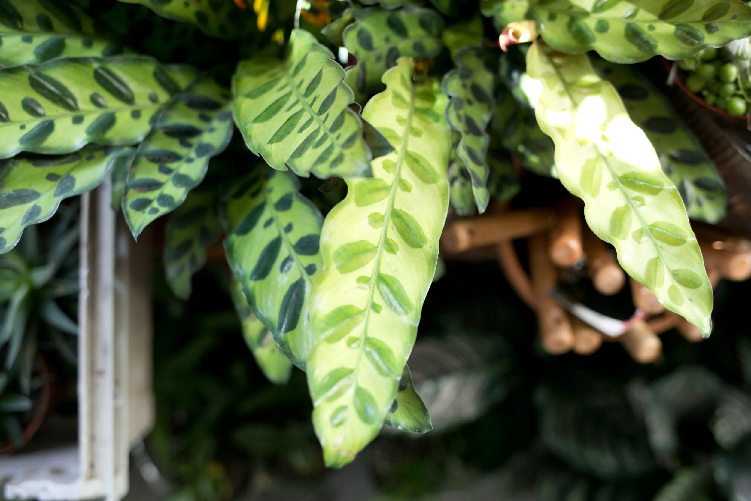 A general rule we follow is where there are humidity trays, let there be ventilation. Tropical foliage plants that need humidity trays, like this Calathea species, need ventilation too, especially in winter.