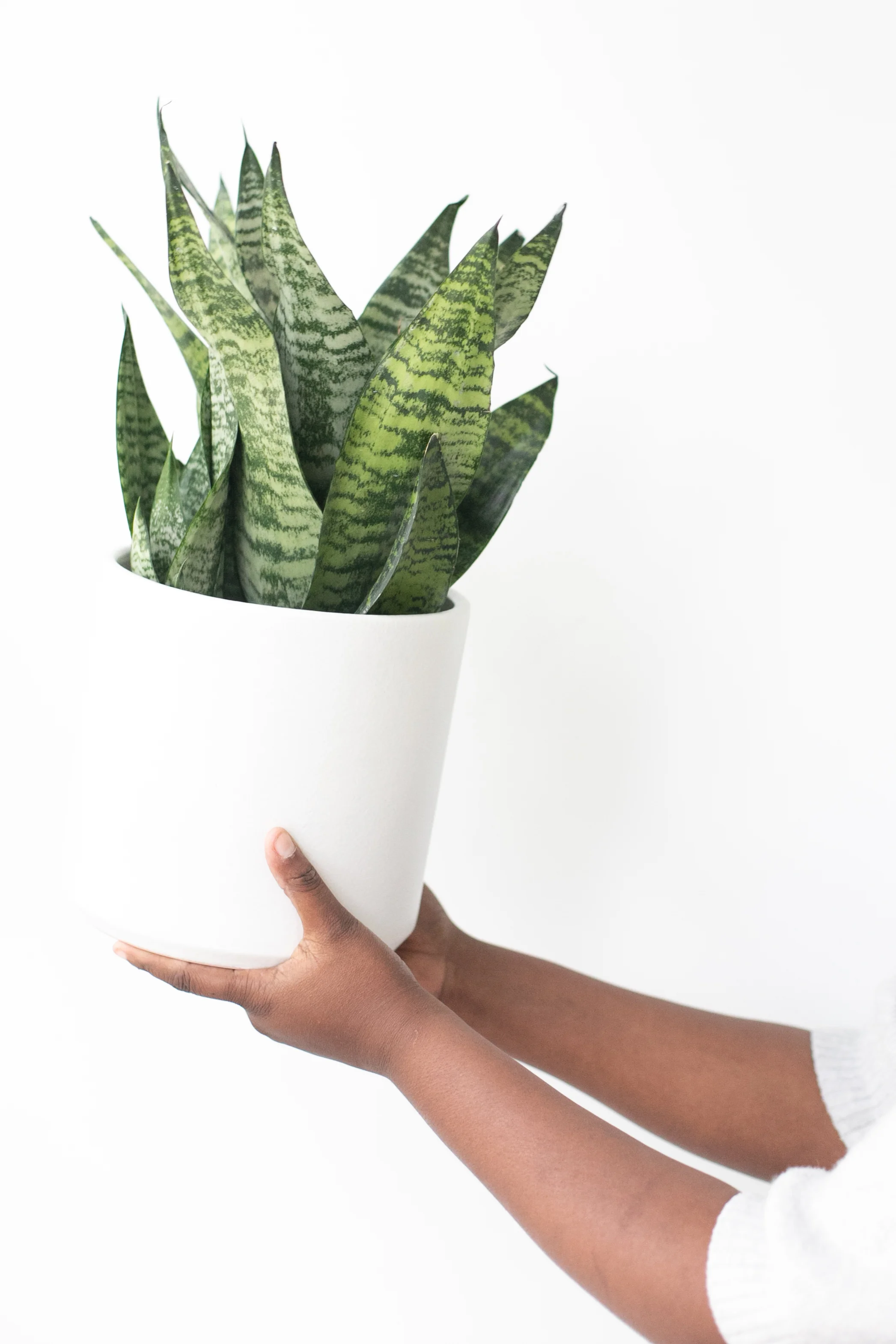 The_ZEN_Succulent_5PlantsForLowLight.jpg
