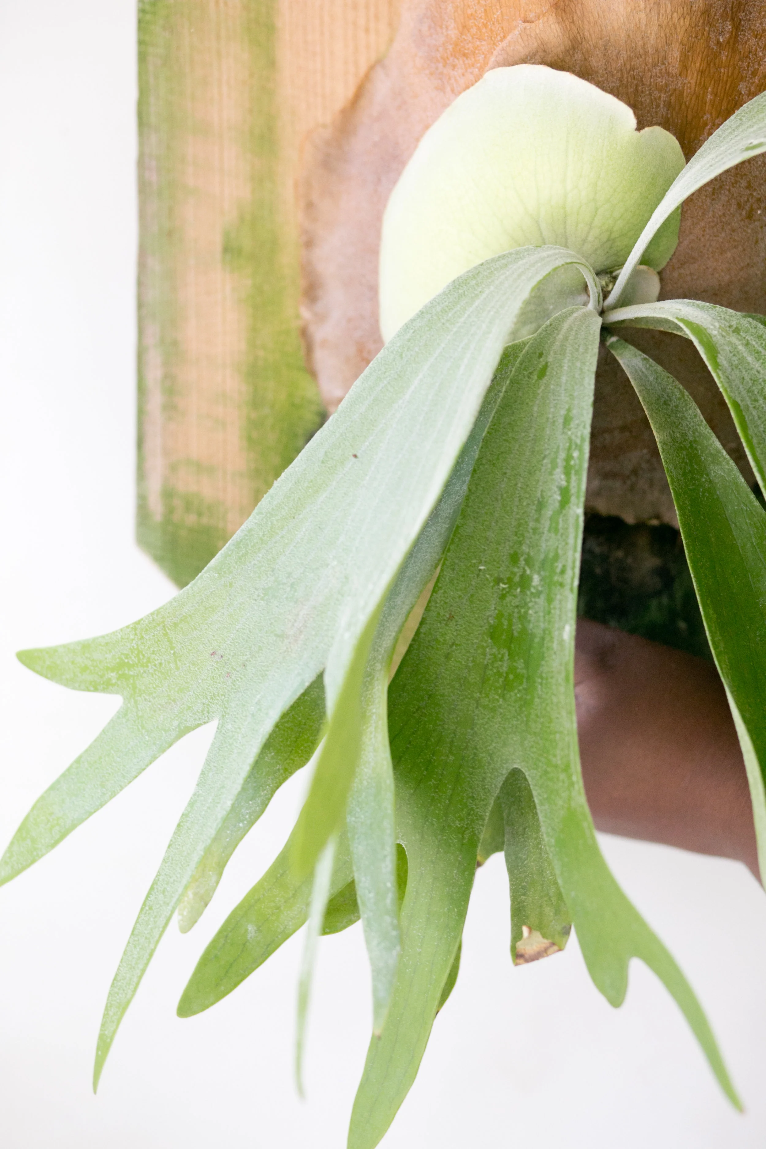 The_ZEN_Succulent_5PlantsForLowLight.jpg