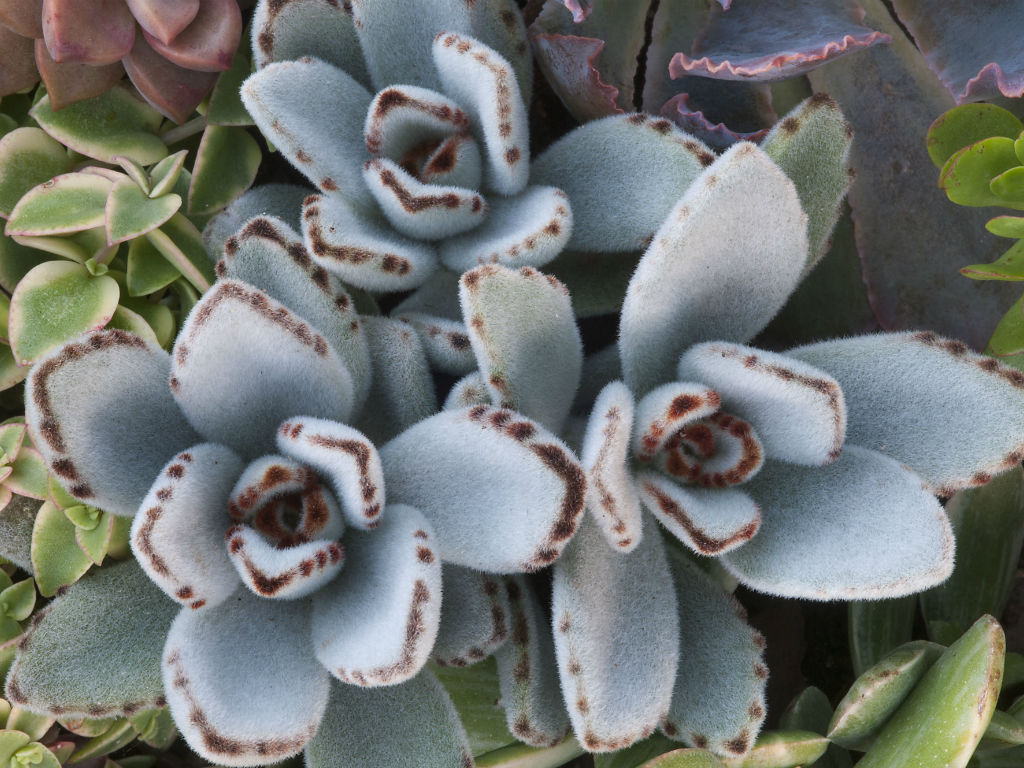 The_ZEN_Succulent_5PlantsForLowLight.jpg