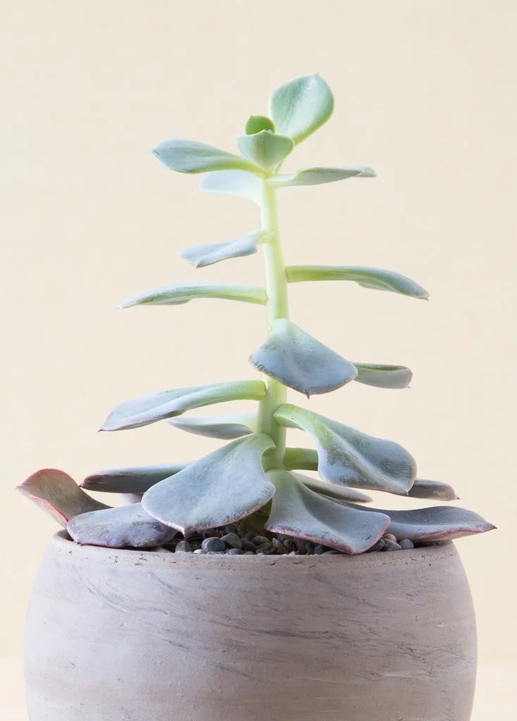 5 Winter Plant Problems (and How To Prevent Them) — The Zen Succulent