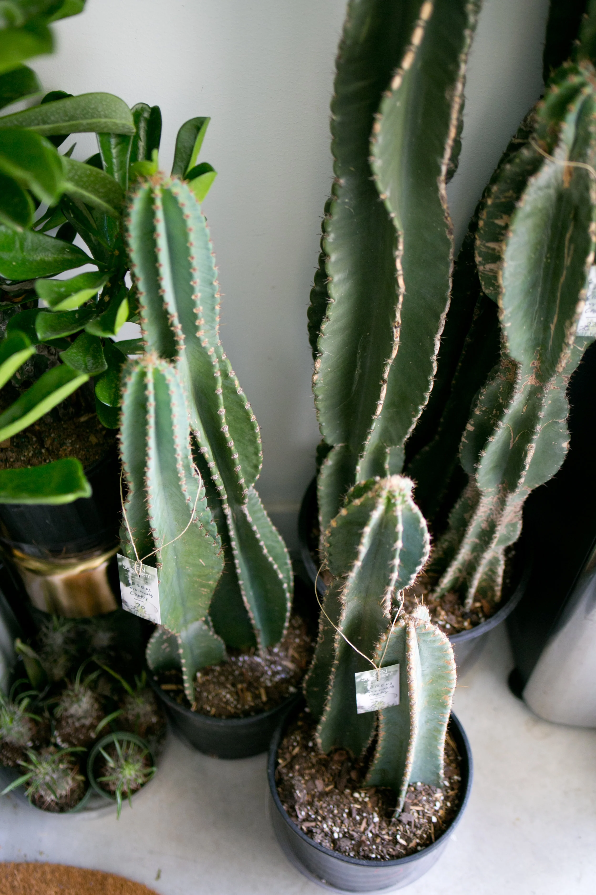 Cacti need ventilation during the summer months. This can be provided by a small fan or by placing them outside for the summer.