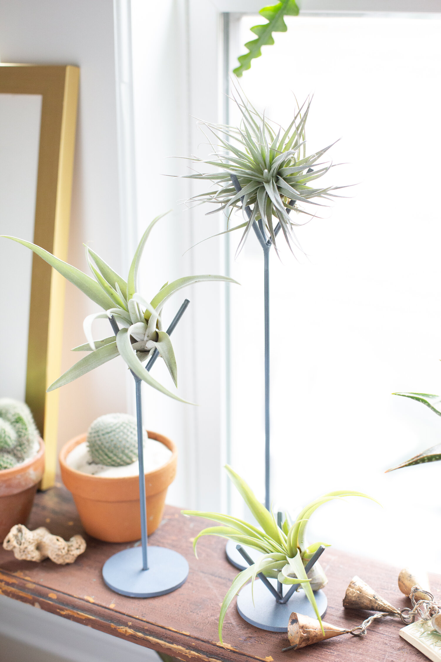 Succulent and Air Plant Holder 5 x 4