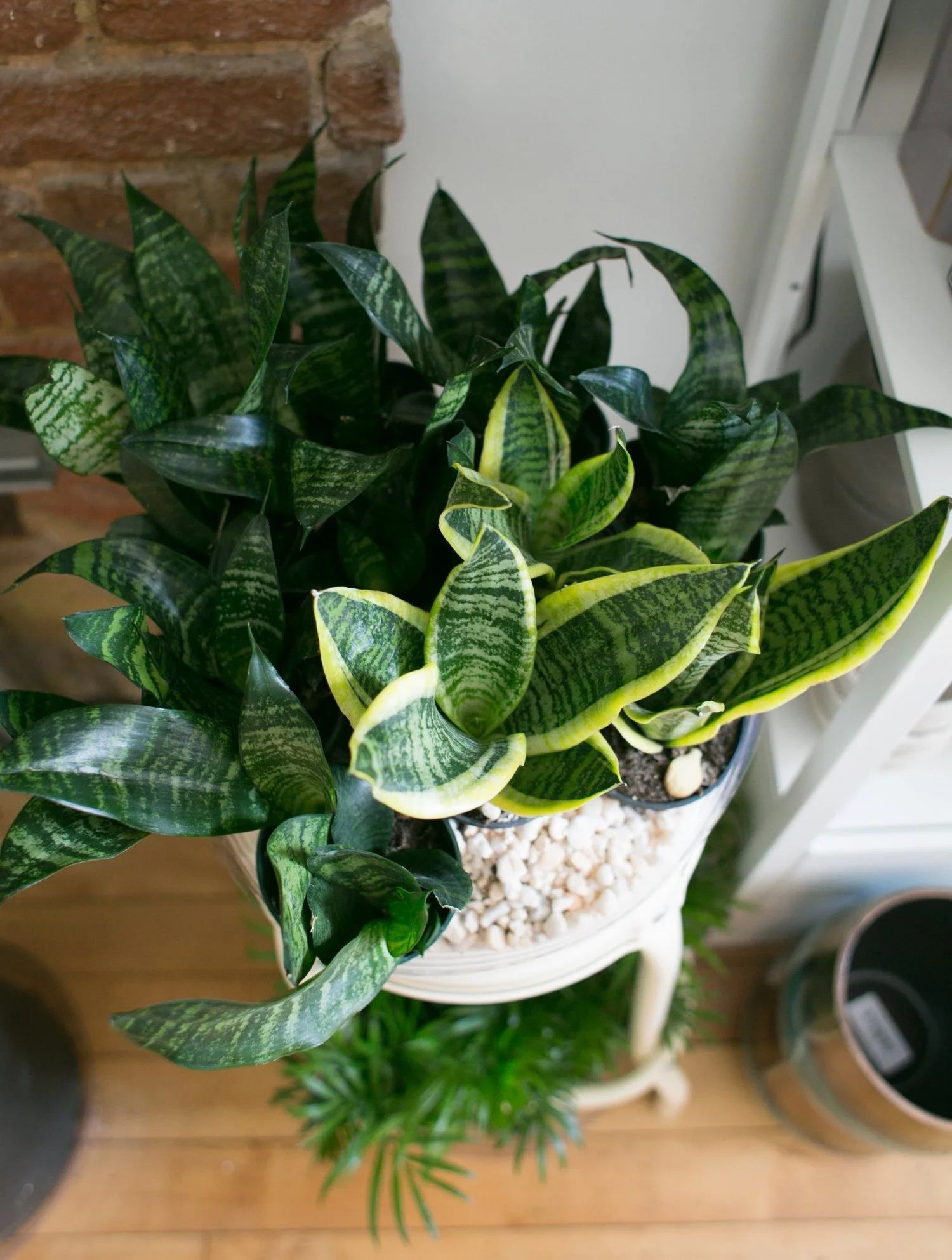 This is the Best Plant For Your Apartment — The Zen Succulent Durham