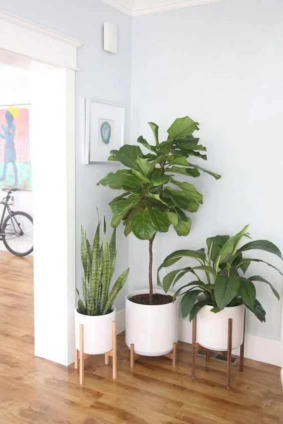 This is the Best Plant For Your Apartment — The Zen Succulent Durham's Neighborhood Plant
