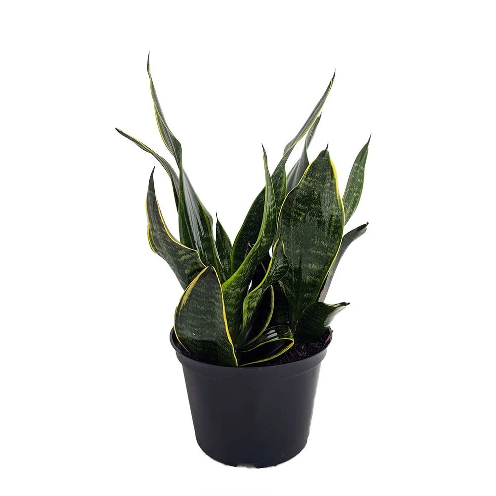 Sansevieria Black Moon Houseplant 6 Inch Planter Size The Zen Succulent Durham S Neighborhood Plant Gift Shop