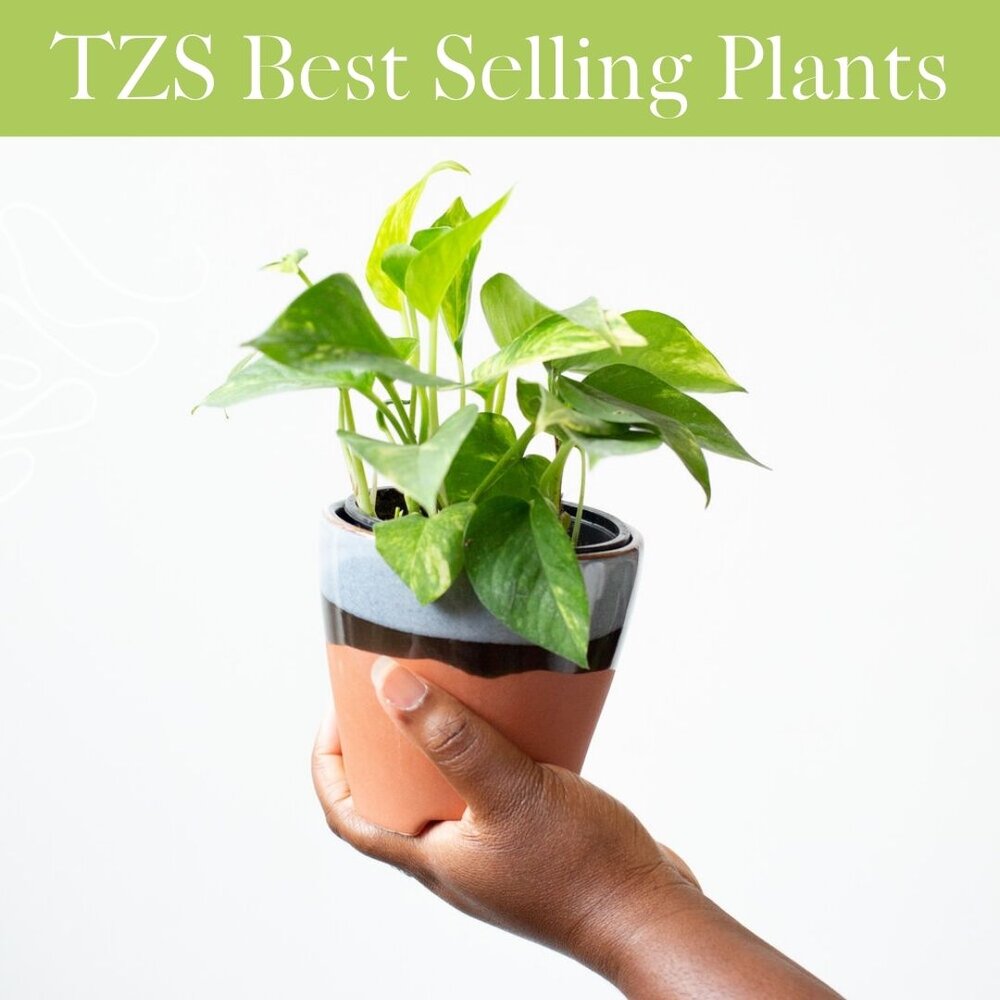 TZS Best Selling Plants — The Zen Succulent | Durham's Neighborhood ...