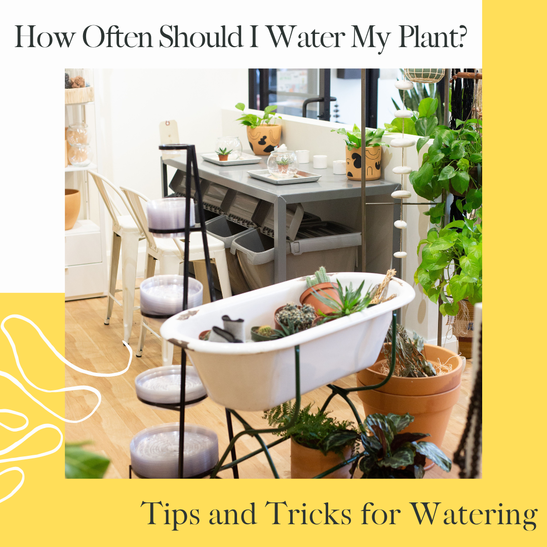 Plant Tip Tuesday How Often Should I Water My Plants? — The Zen