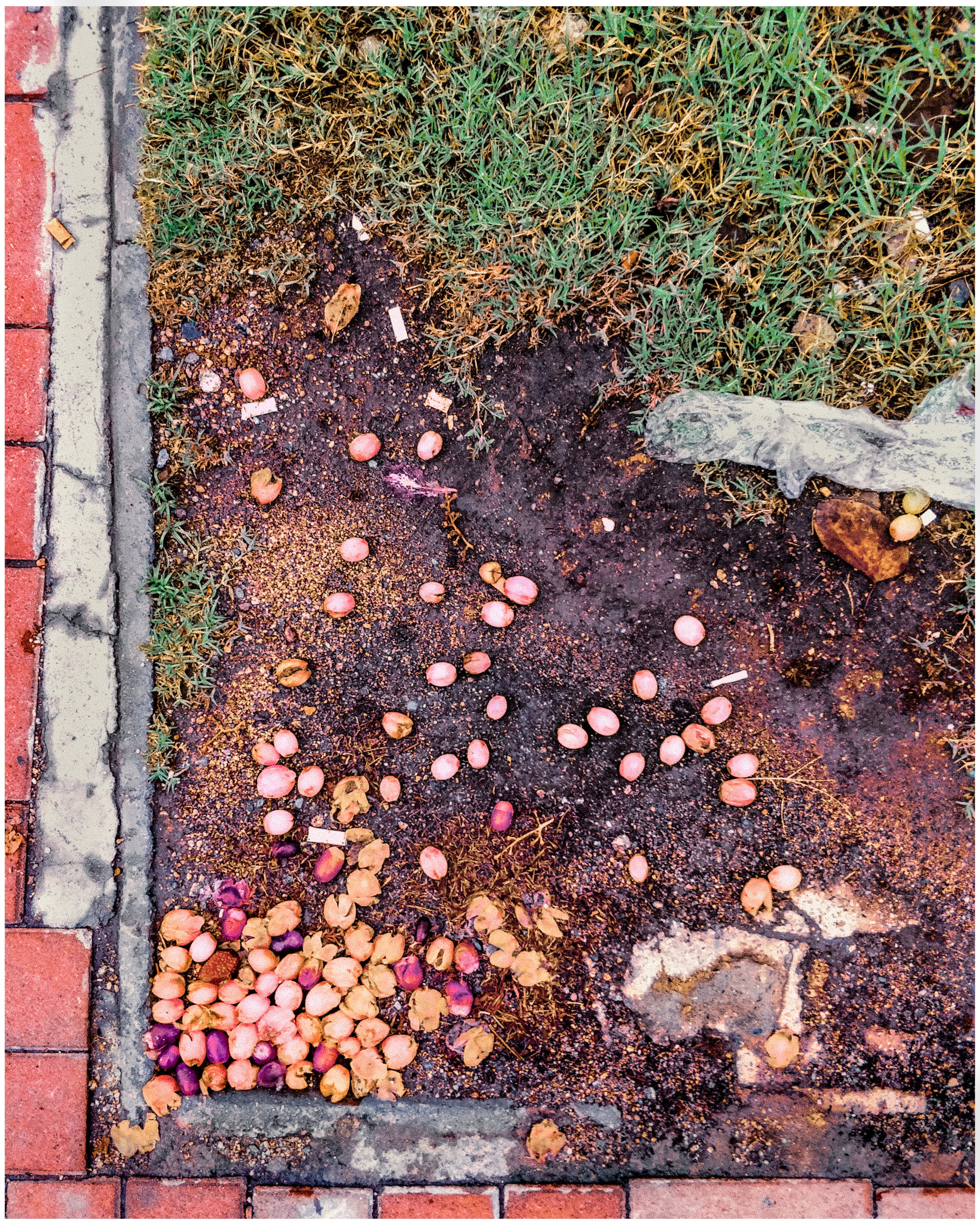 Distribution grapes (2018)