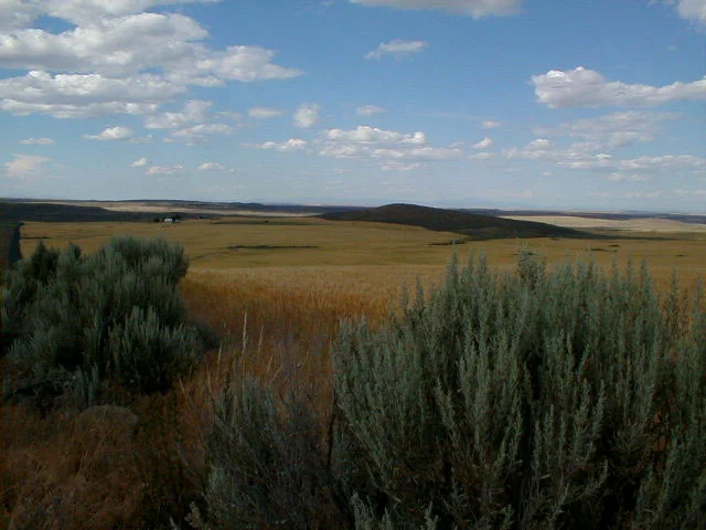 WheatFields.jpg