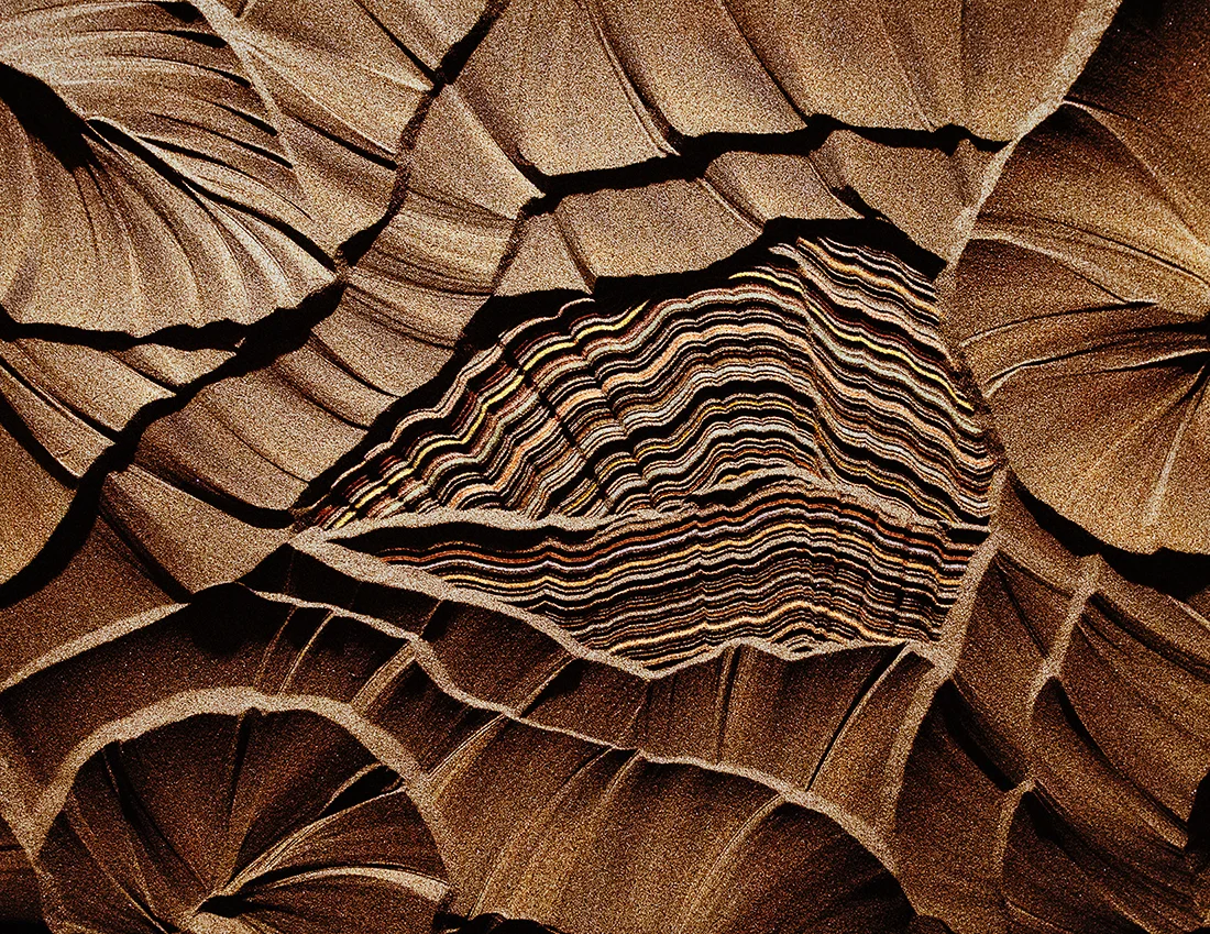 Forest Floor.jpg