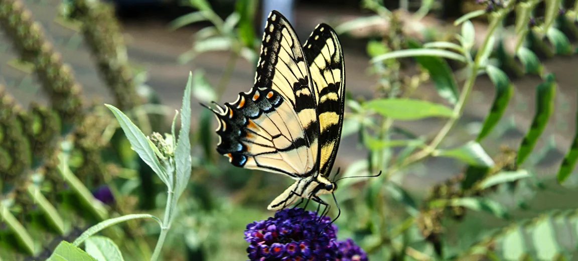 DSCF0077bnew.jpg