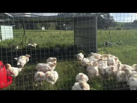 Nomad Chooks - A brief introduction