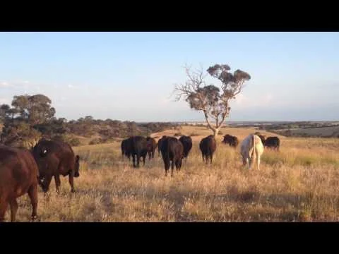 Nomadcattle