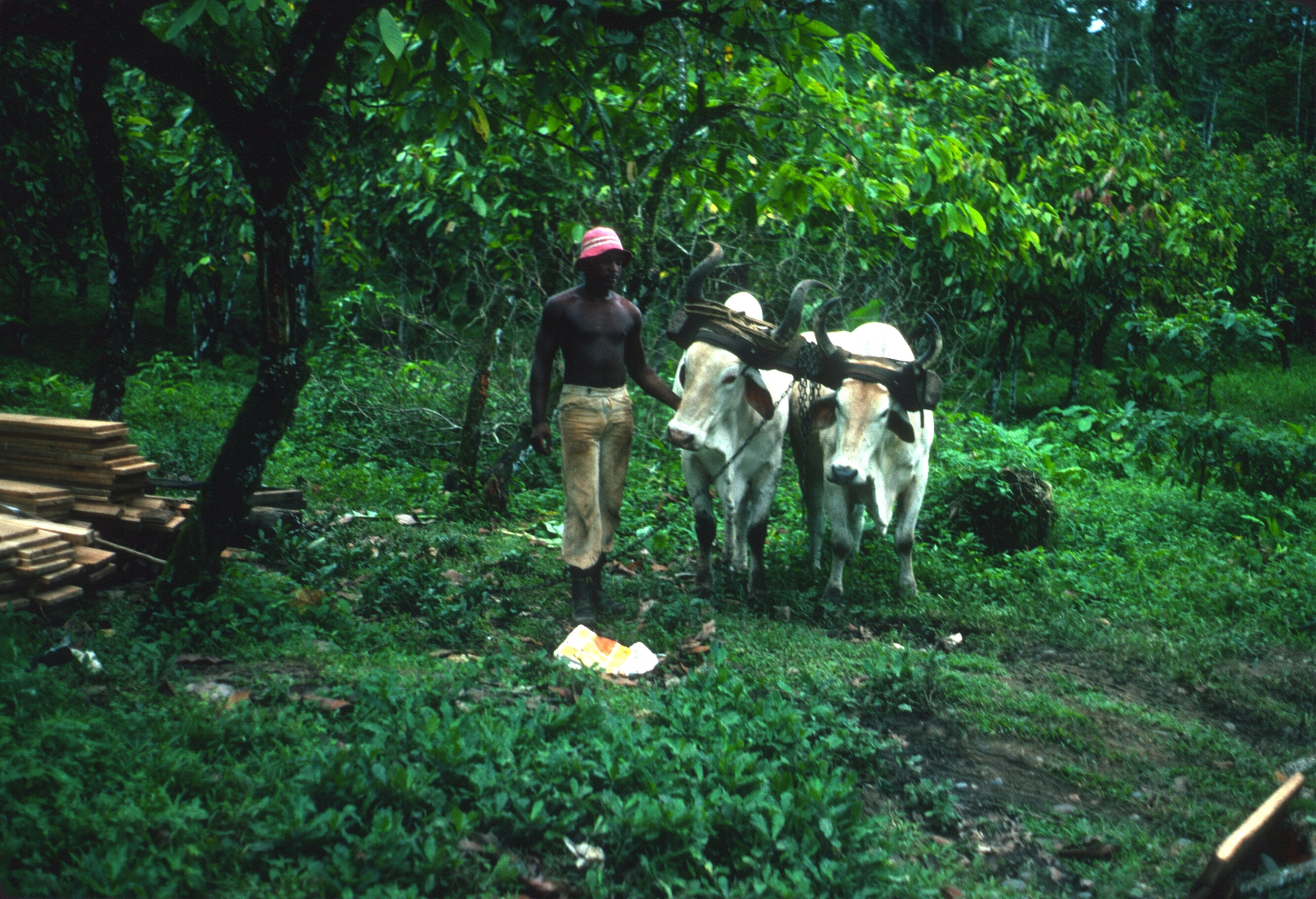   DM_001_011    Hauling out lumber    Puerto Viejo    12/1/1980    I took this photo between the cruce and Puerto Viejo. The man was hauling lumber out of the forest through a cacao plantation   Photographer: Dan Miller  