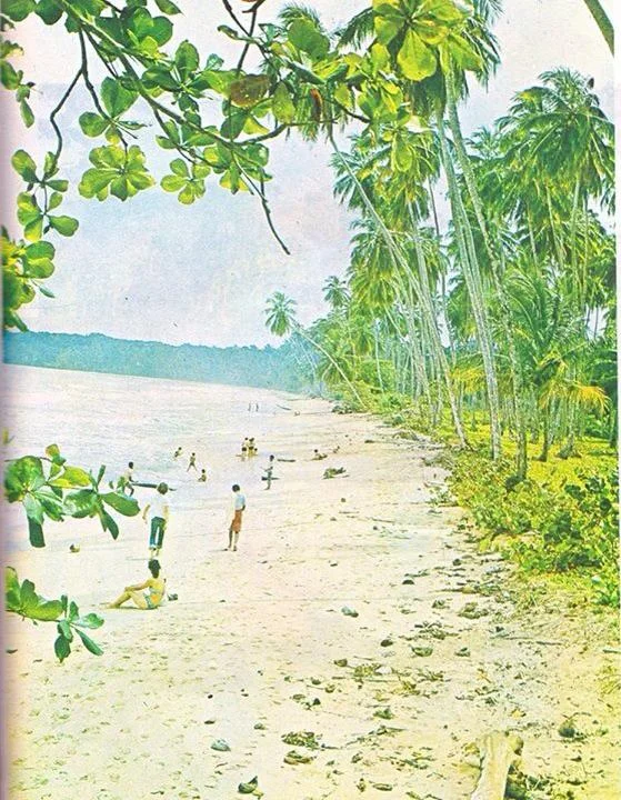 Cocotales de Cahuita Cahuita 1977 Mira los cocotales bien cuidados CZ_001_001