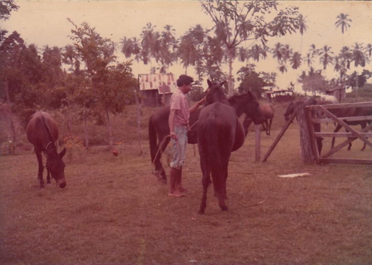   Mis caballos    "Playa Negra, donde potrero Rodman"   1979   Siempre tuvimos caballos para el transporte de cacao    Colaborador: Mauricio Salazar Salazar  CC_001_005  