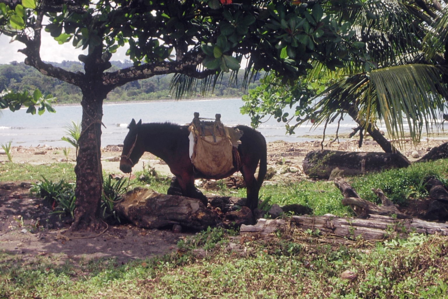 Mula esperando dueño frente pulpería Puerto Viejo