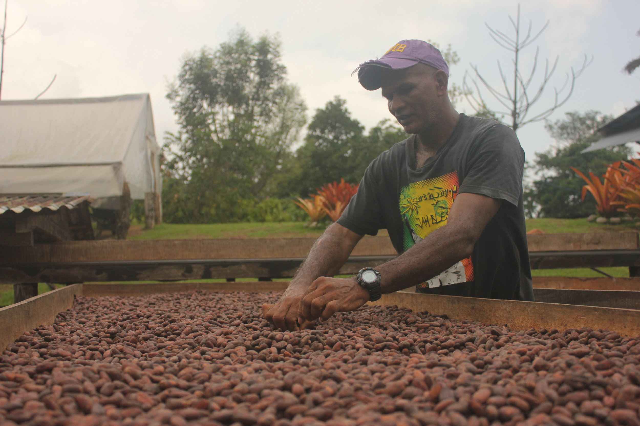 Daniel South: Trabajador del Cacao