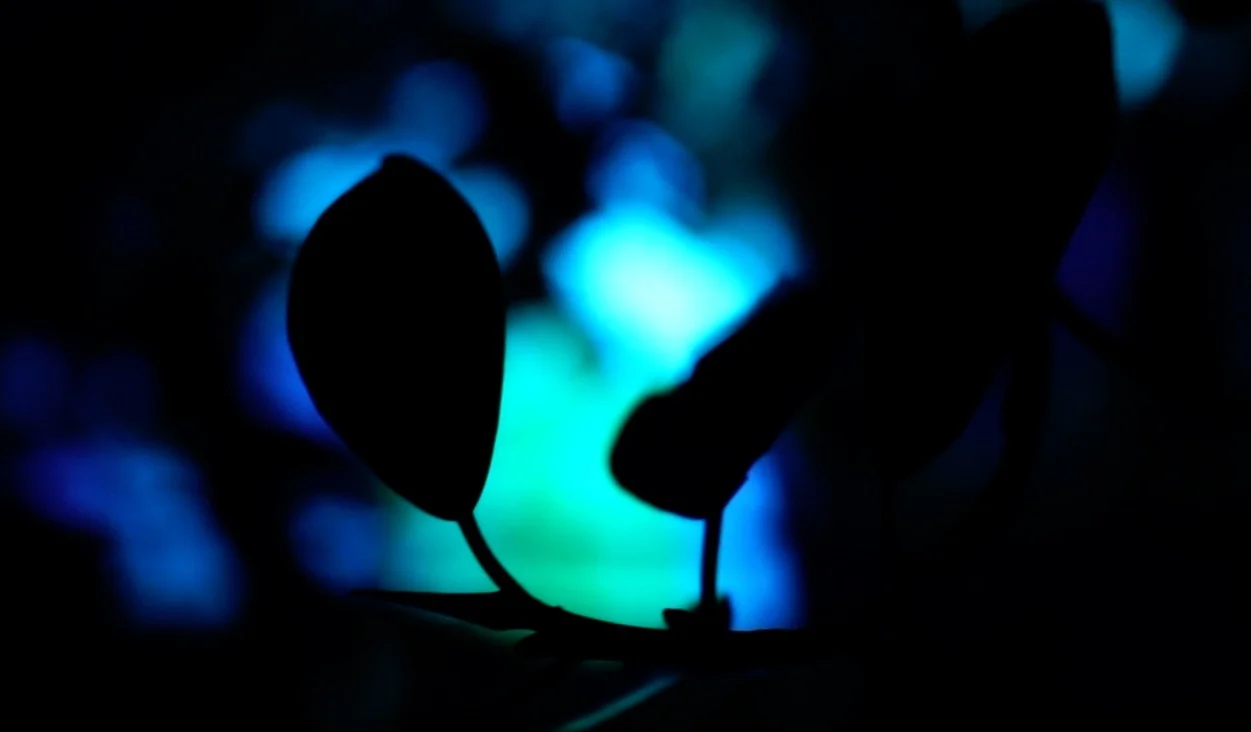 🍂 Luminescence Forest Immersive 🍃