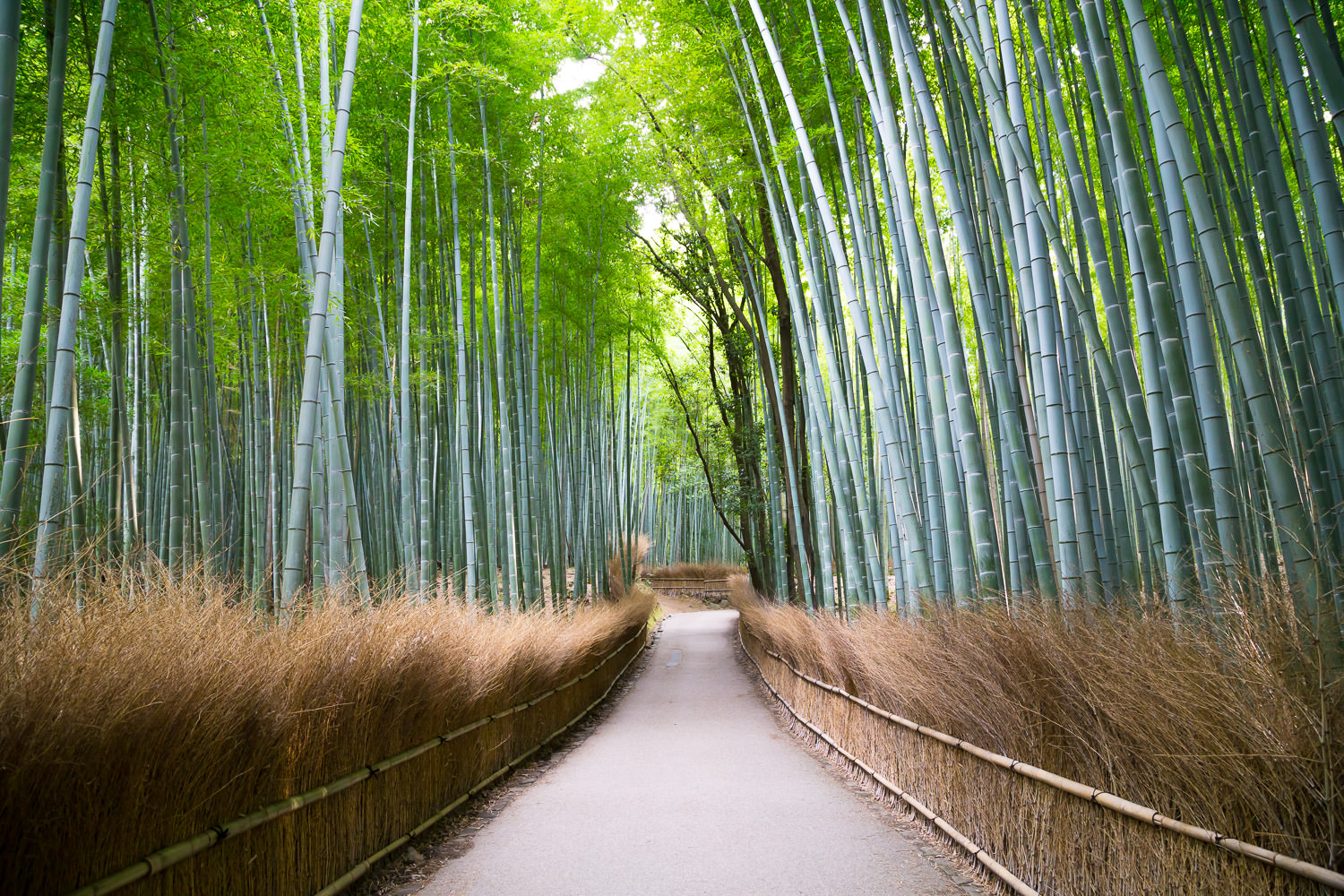 Bamboo Forest