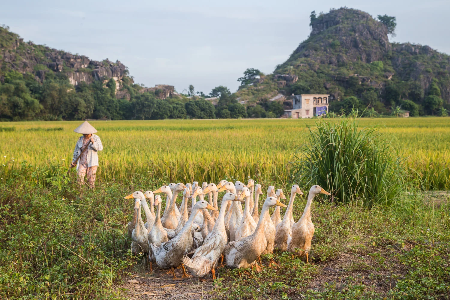 Duck, Duck, Lost