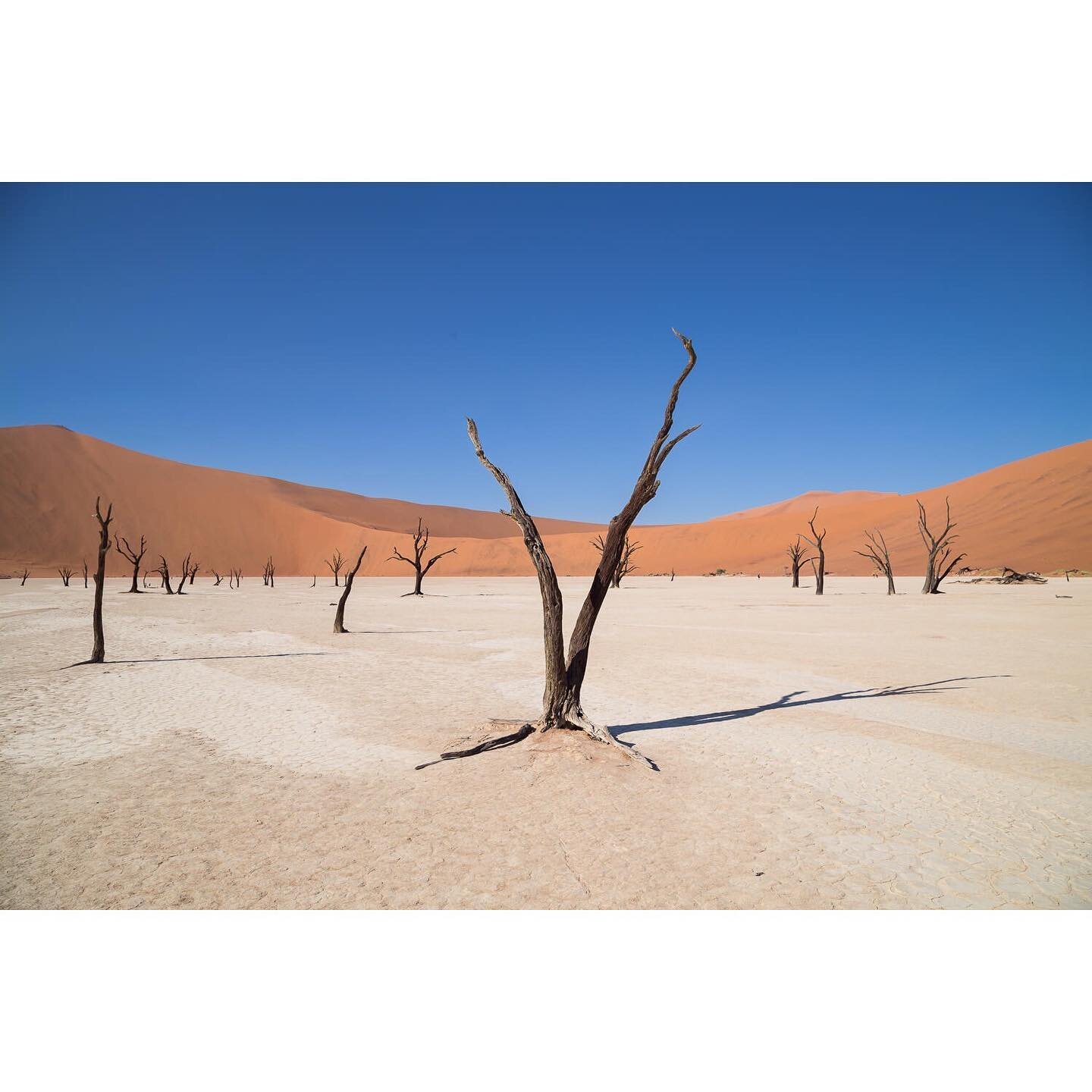 How the world feels like right now.

Deadvlei, Namibia, 2015.
⠀⠀⠀⠀⠀⠀⠀⠀⠀⠀⠀⠀
🇳🇦➖➖➖➖➖➖➖➖➖ 🇳🇦
#namibia #africa #namibiatravel #deadvlei #deadvleinamibia #ig_africa #travelafrica #namibdesert #africageographic #sanddunes #dunes #sossusvlei #nambia🇳🇦