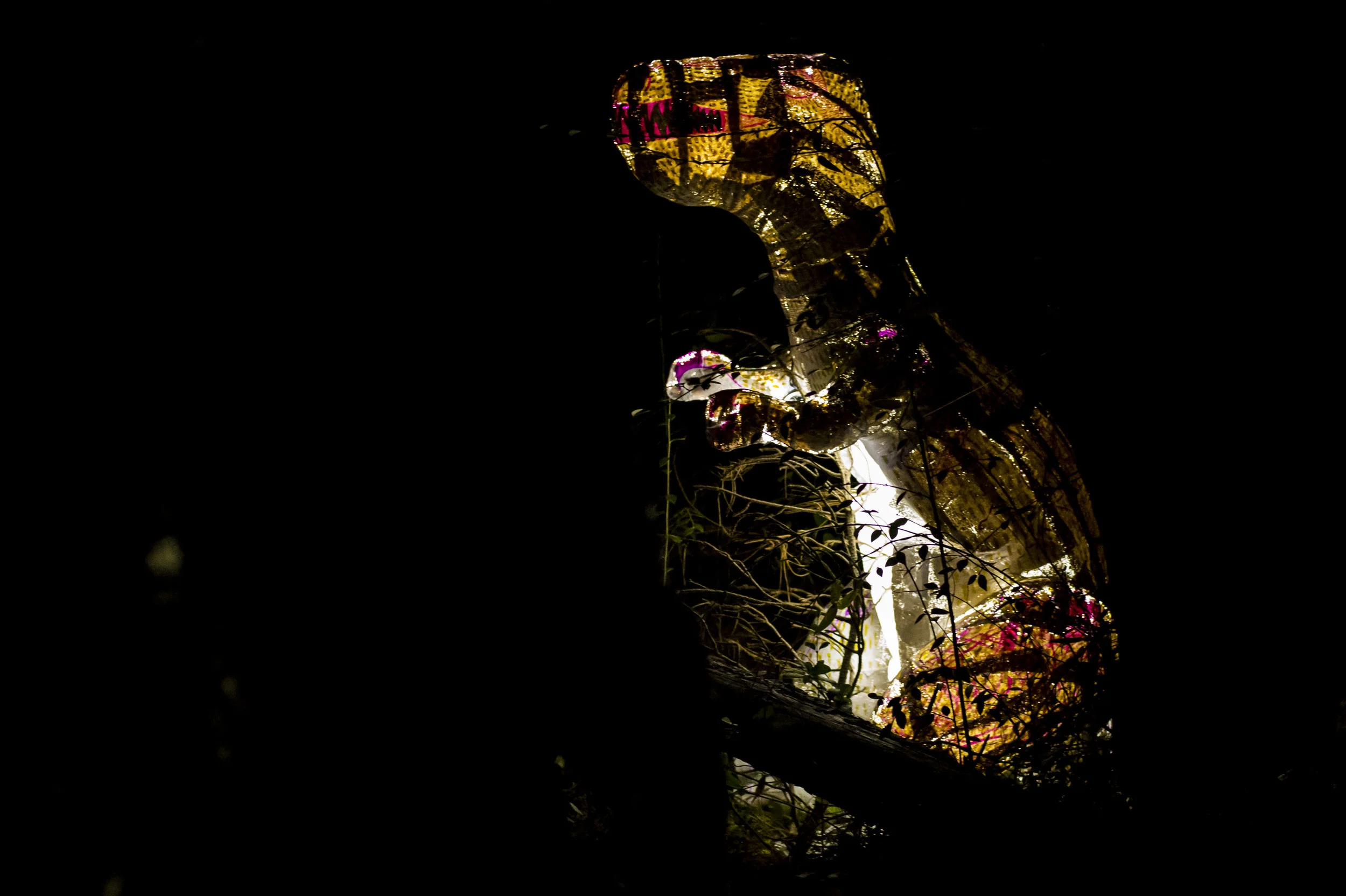 BPS Lantern Night7751.jpg